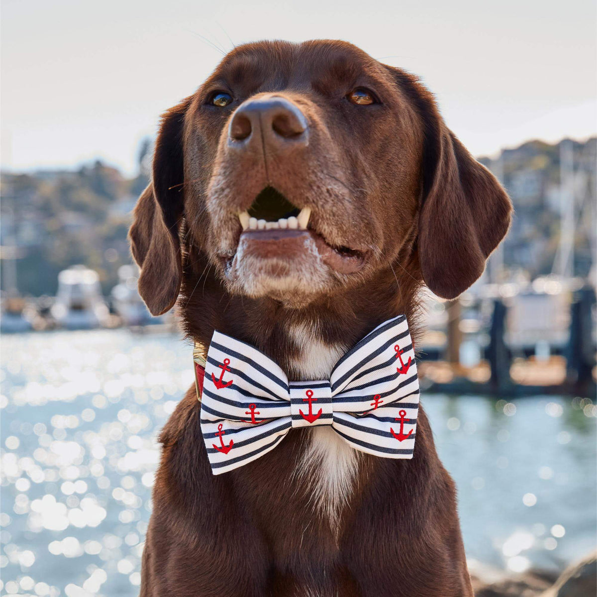Anchor Embroidered Bow Tie Collar