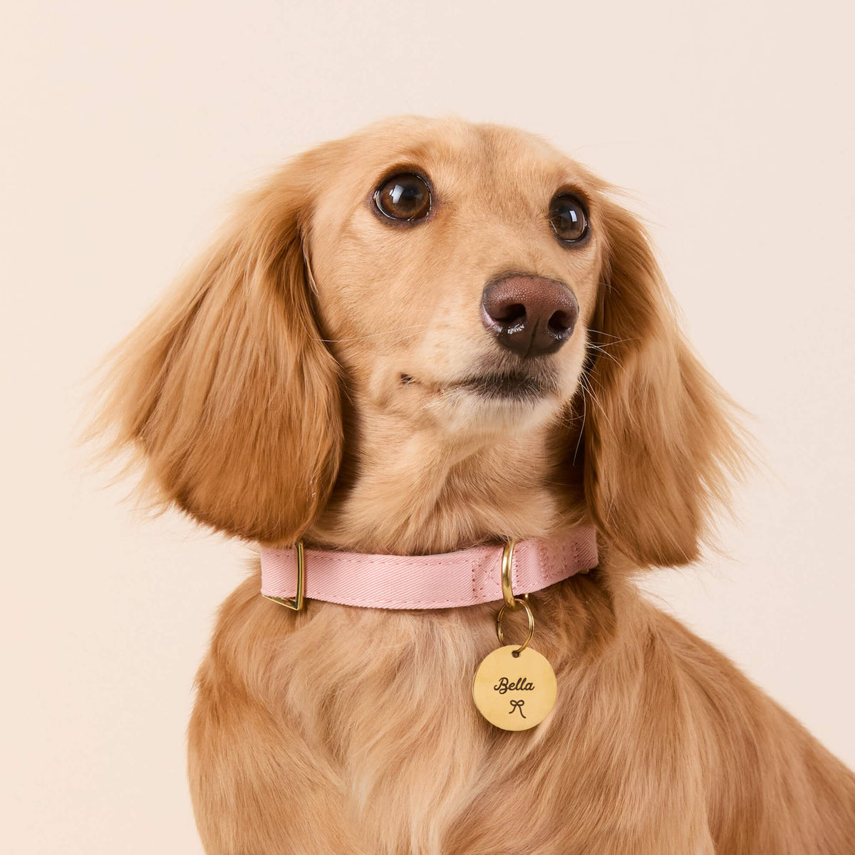 Blush Pink Dog Collar