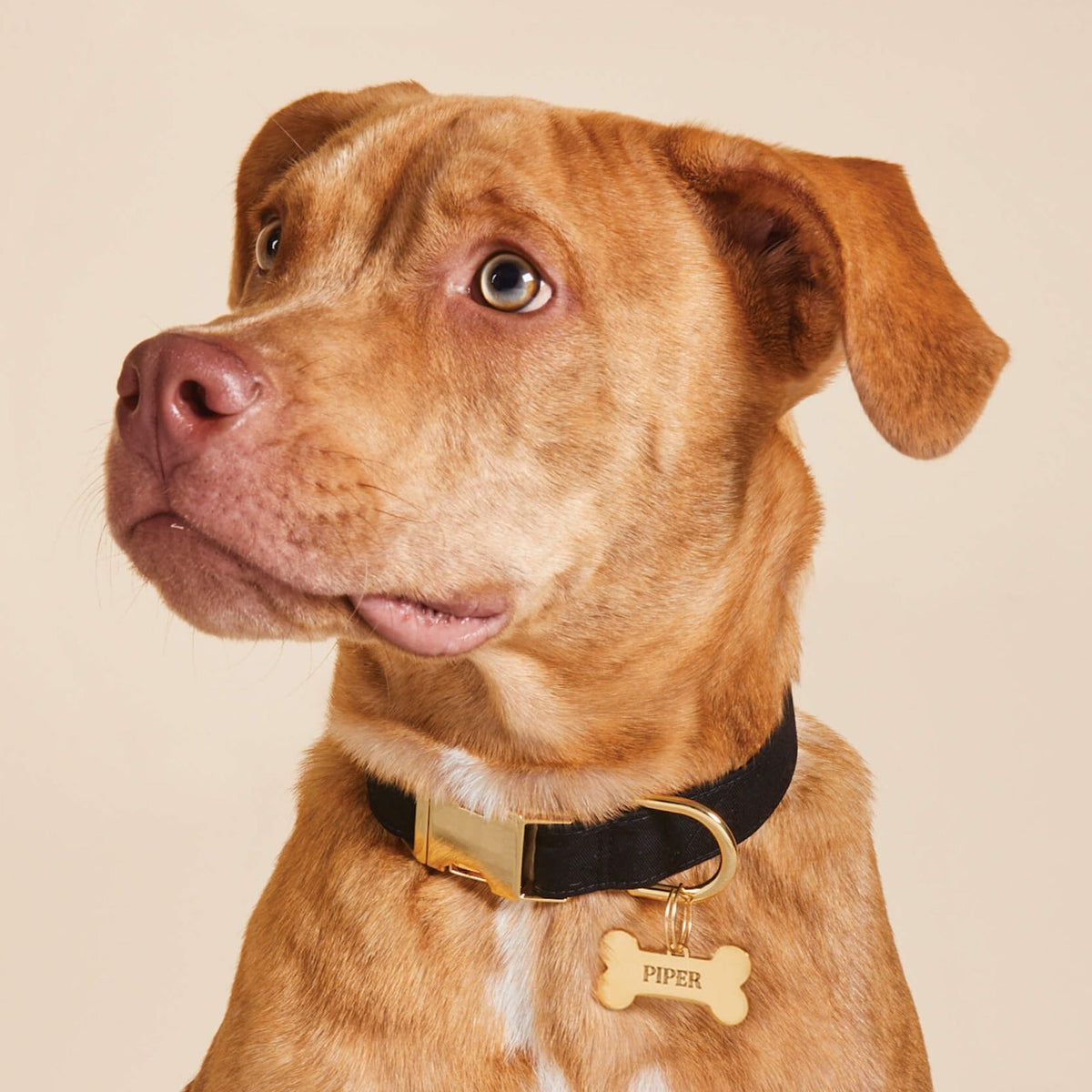 Onyx Dog Collar