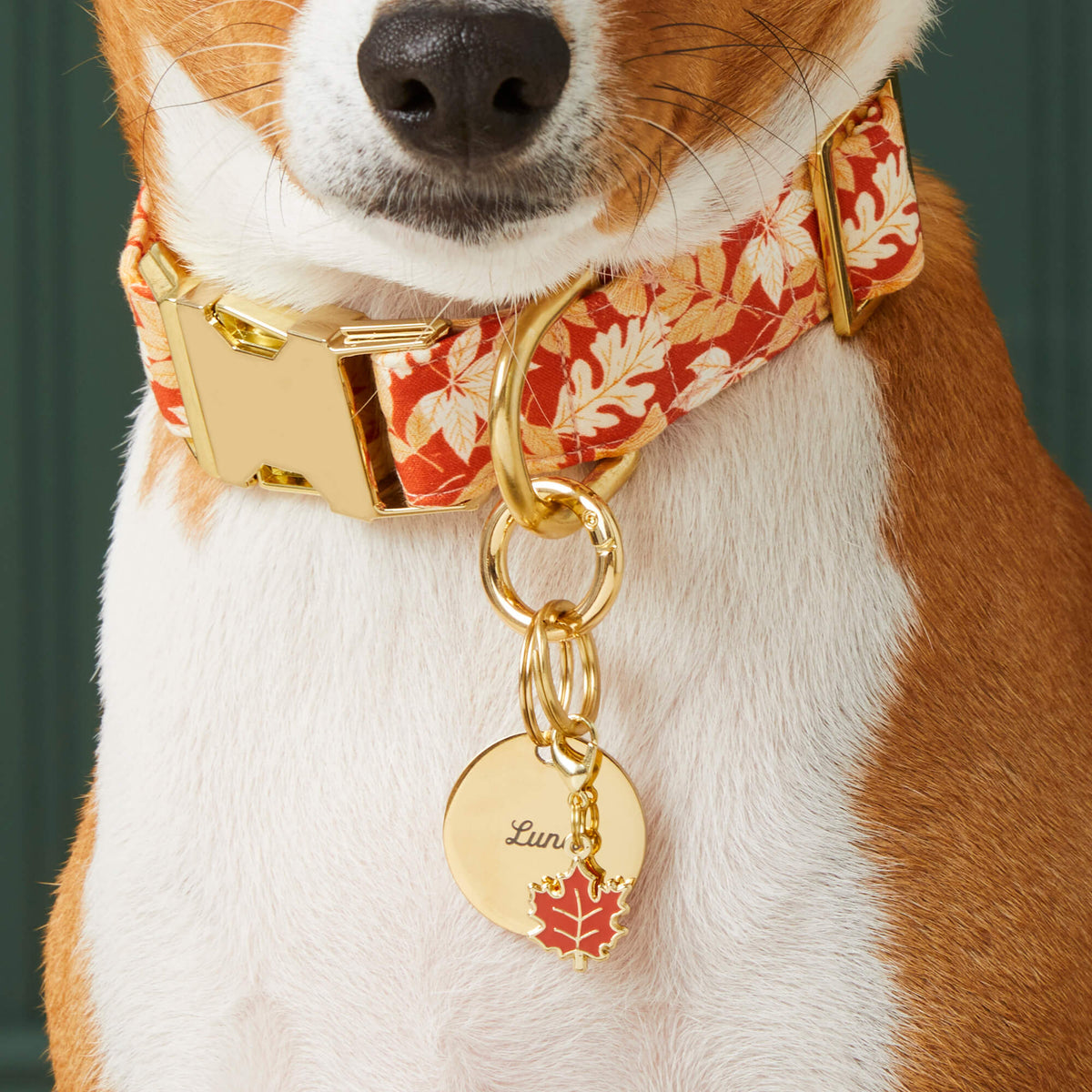 Pet Tag Keeper