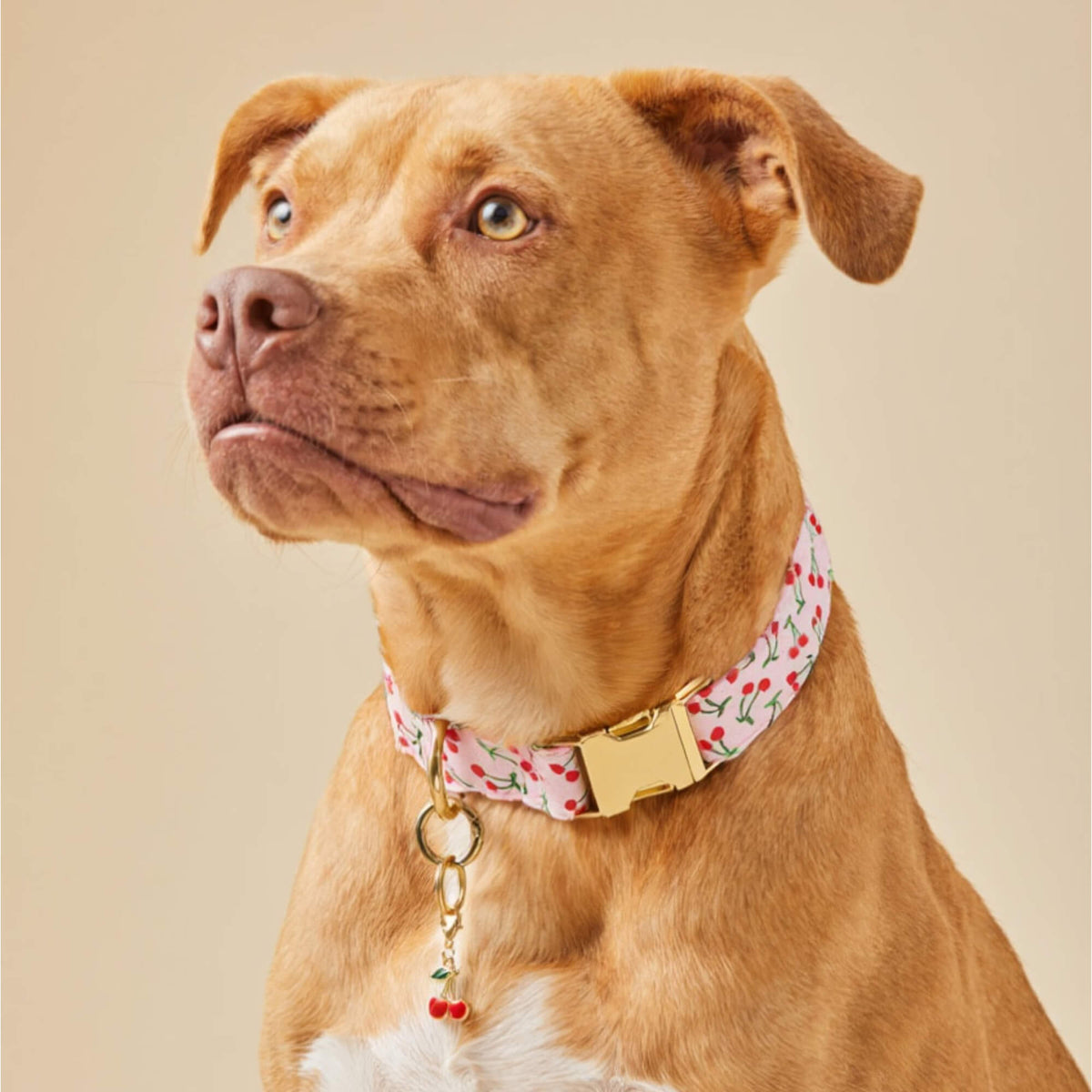 Cherry Jubilee Dog Collar