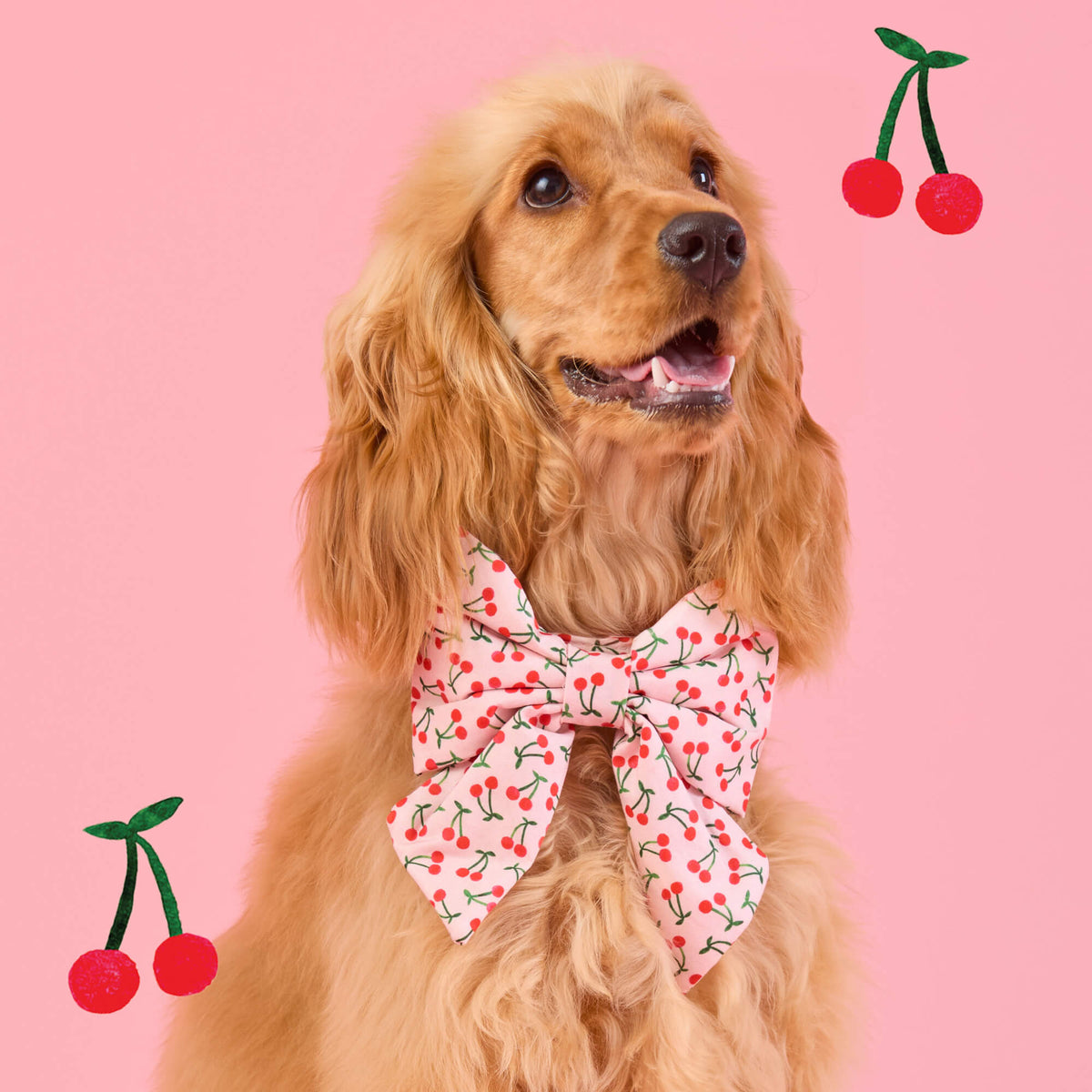 Cherry Jubilee Lady Bow Collar