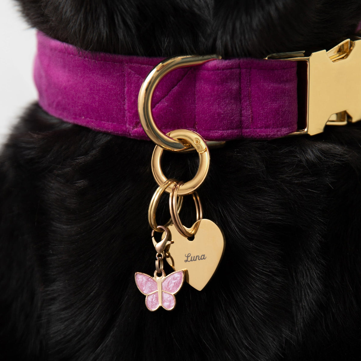 Pet Tag Keeper