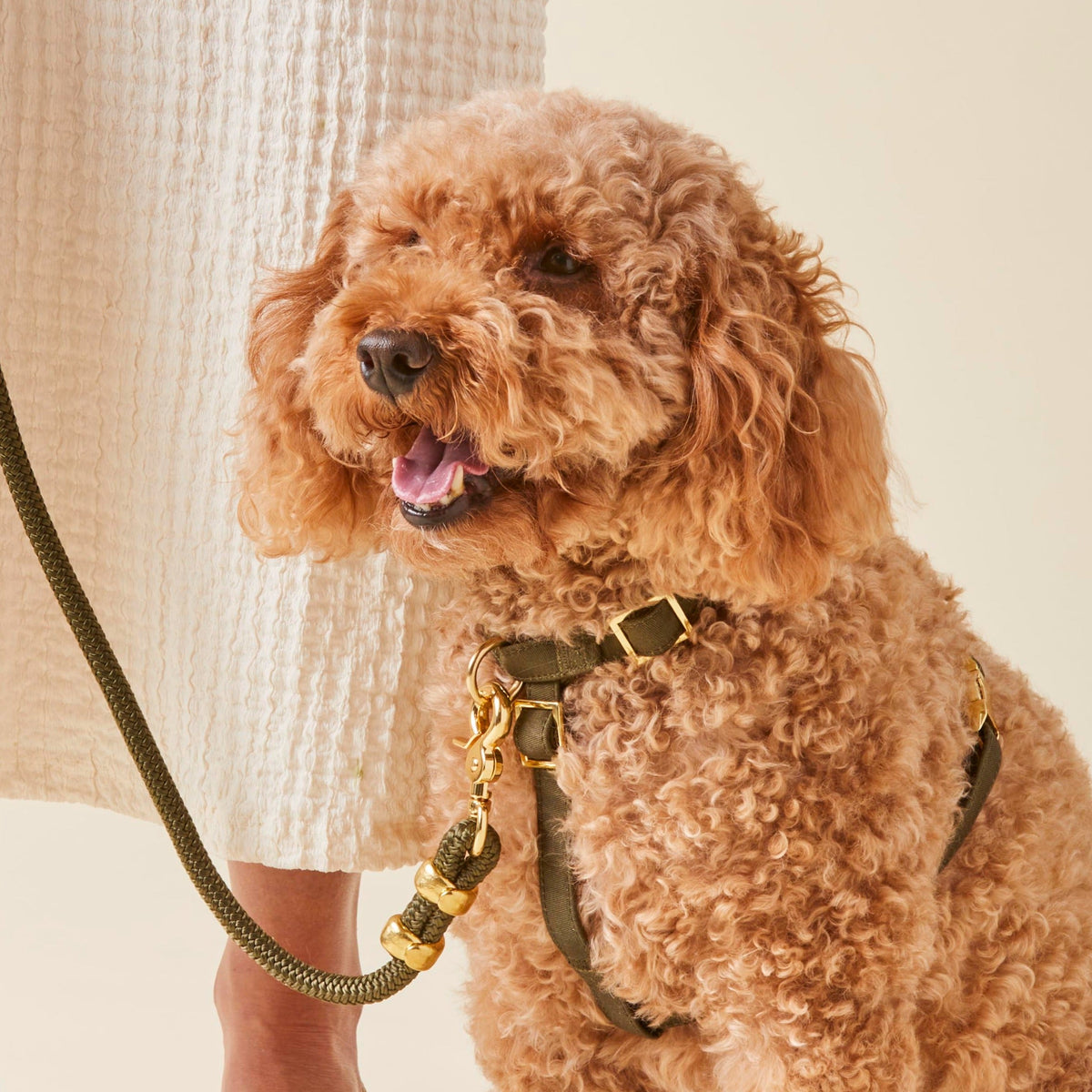 Olive Marine Rope Dog Leash