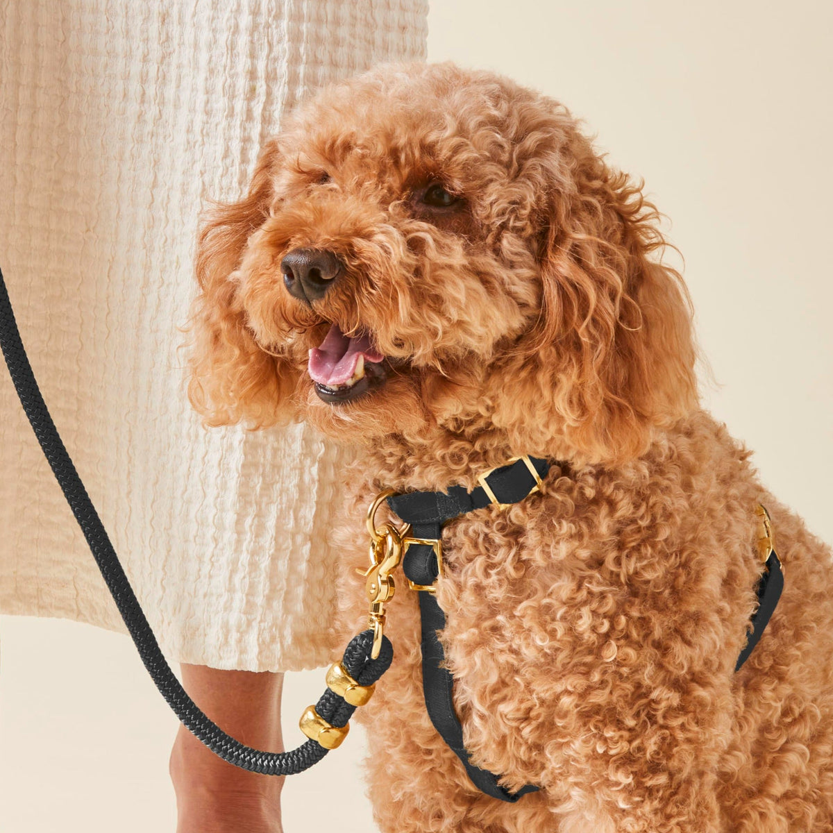 Onyx Dog Harness