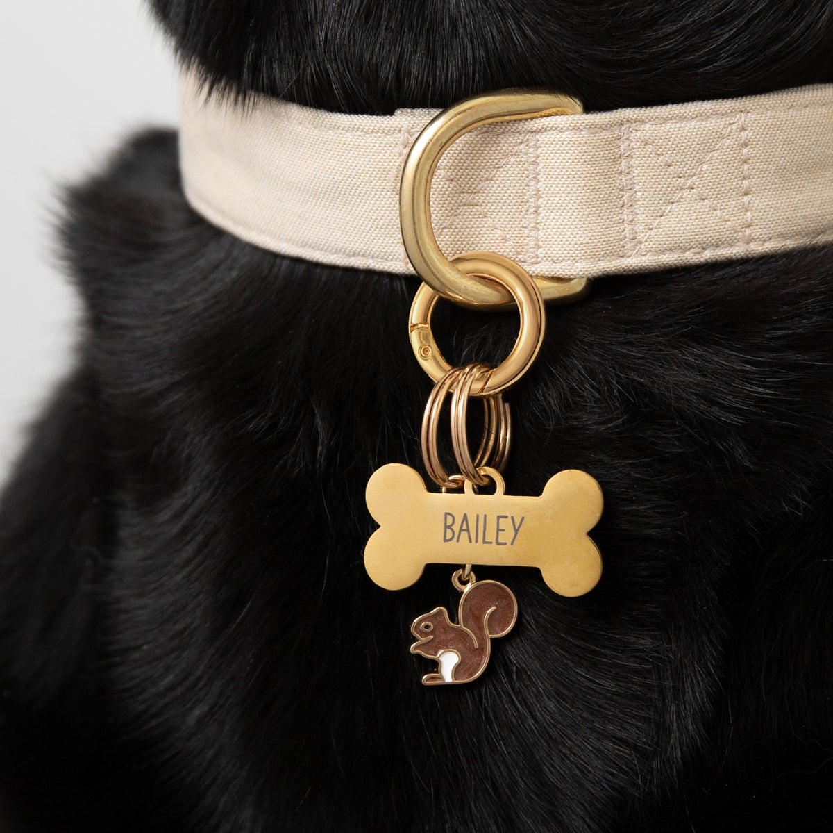 Pet Tag Keeper
