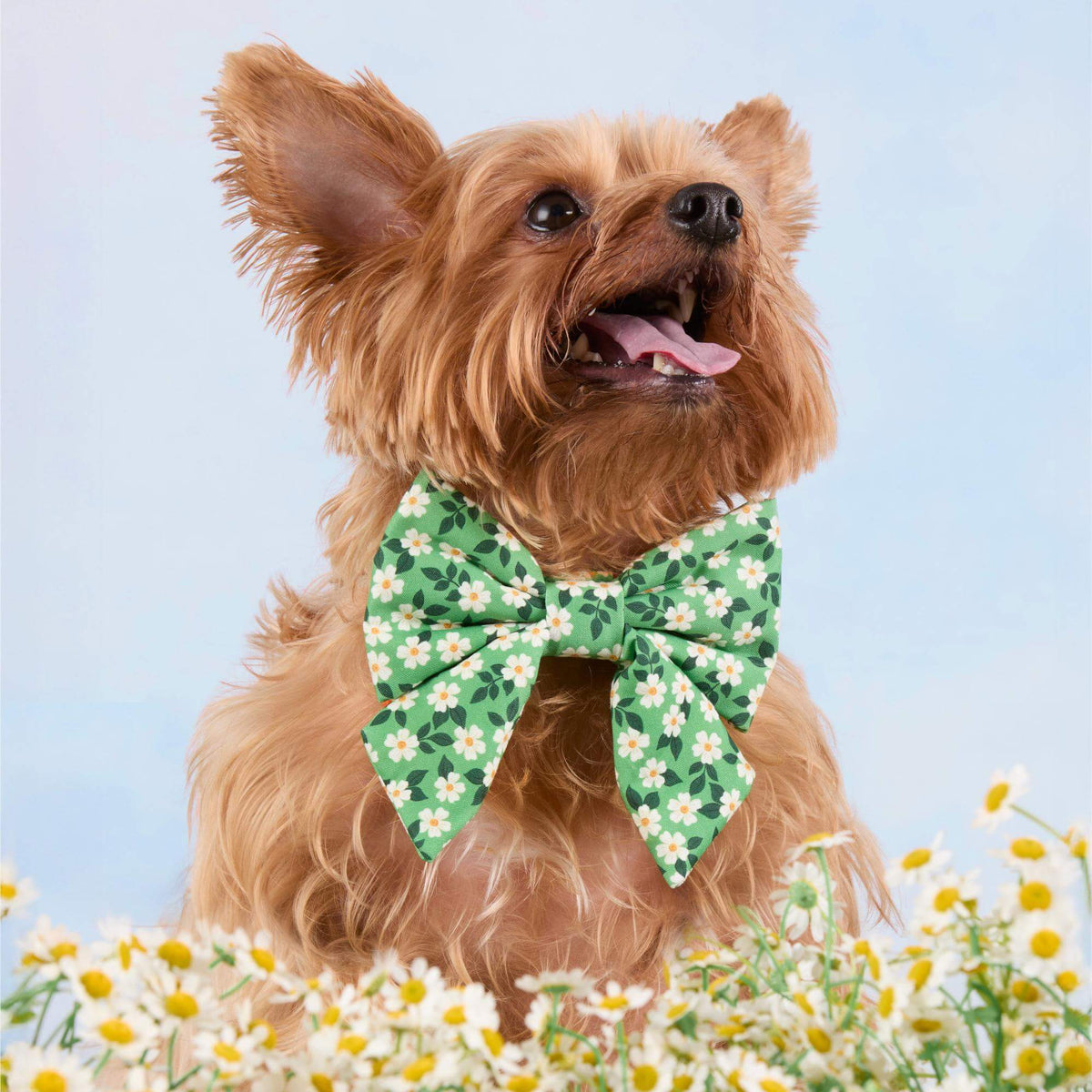 Dainty Daisies Lady Dog Bow