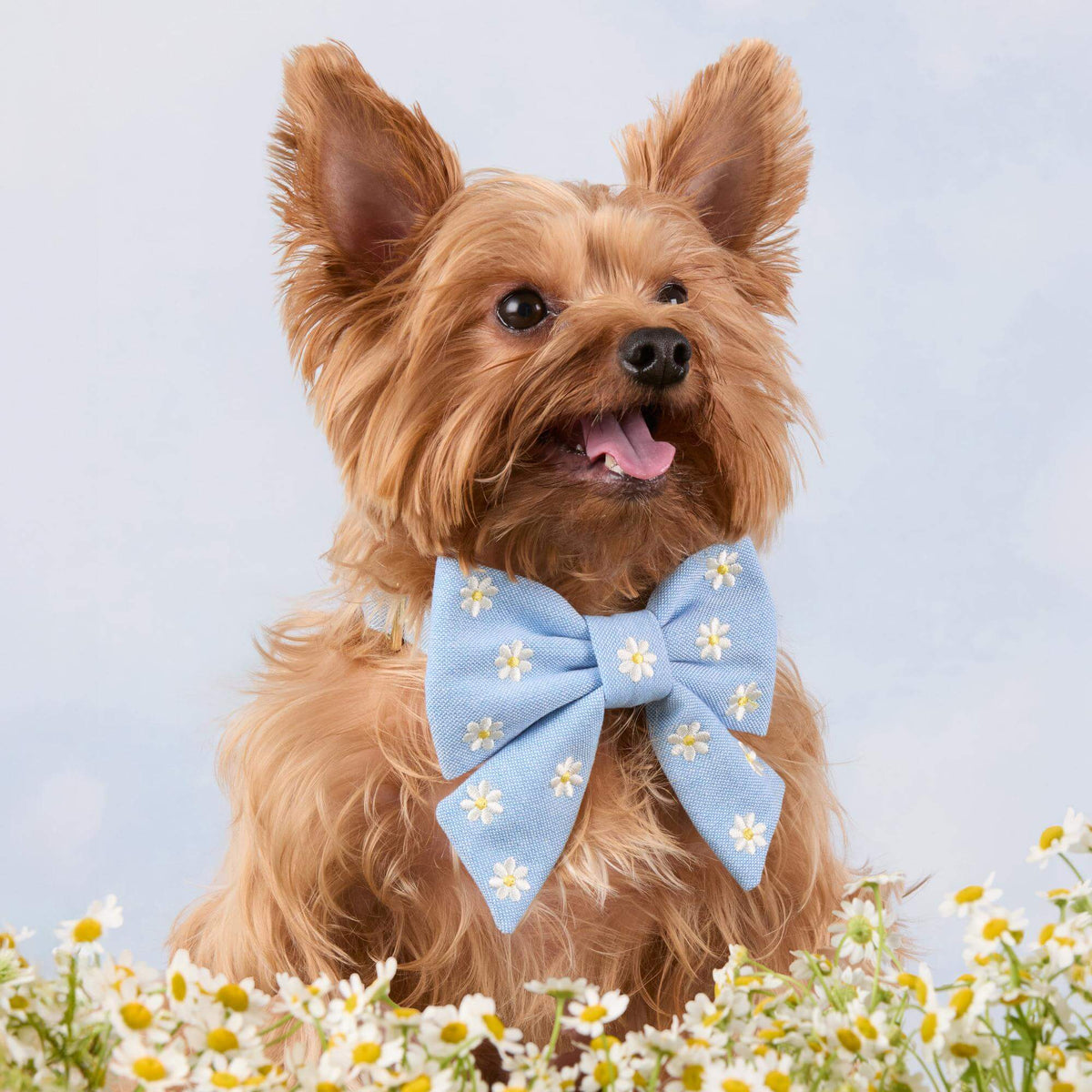 Daisy Embroidered Lady Bow Collar
