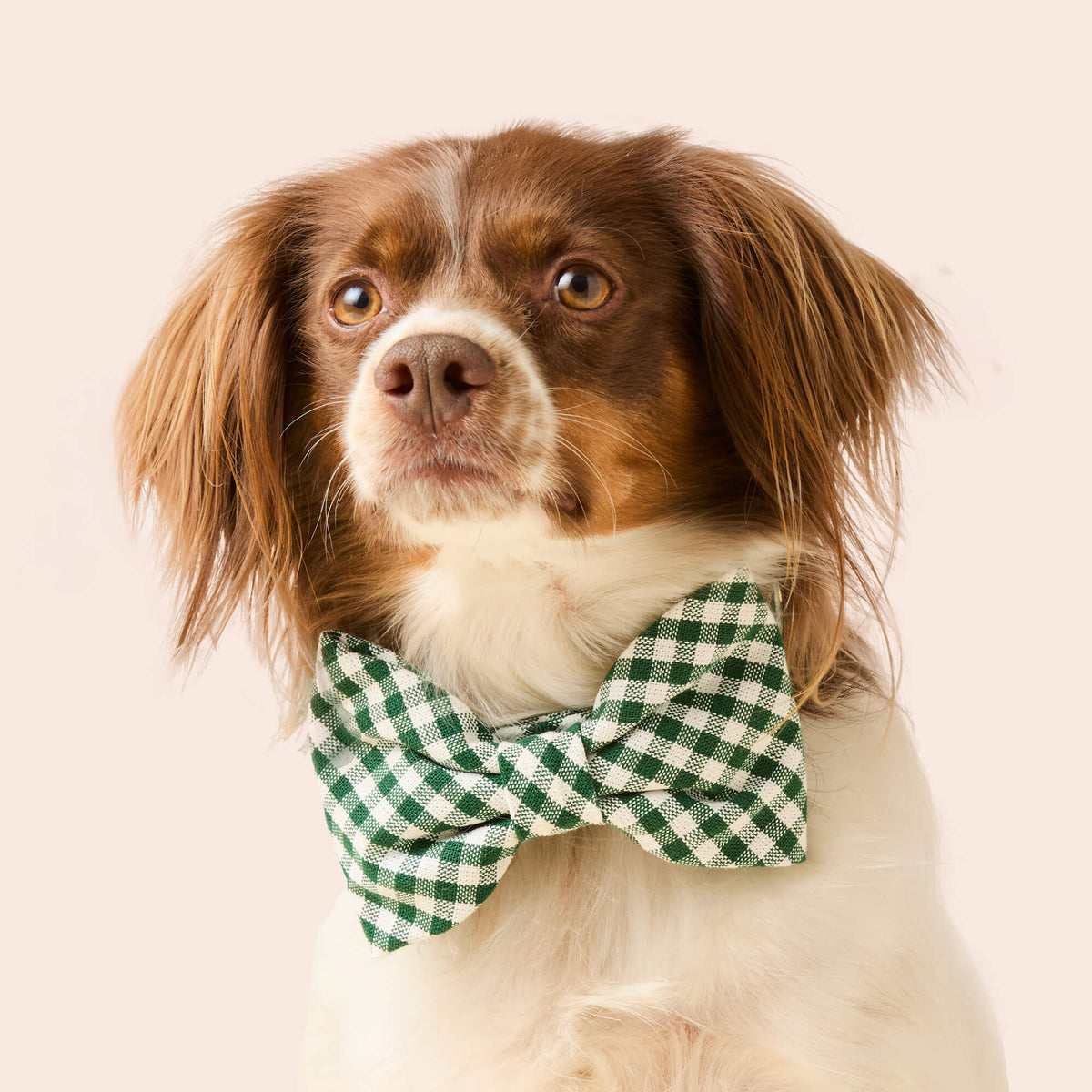 Evergreen Gingham Bow Tie Collar