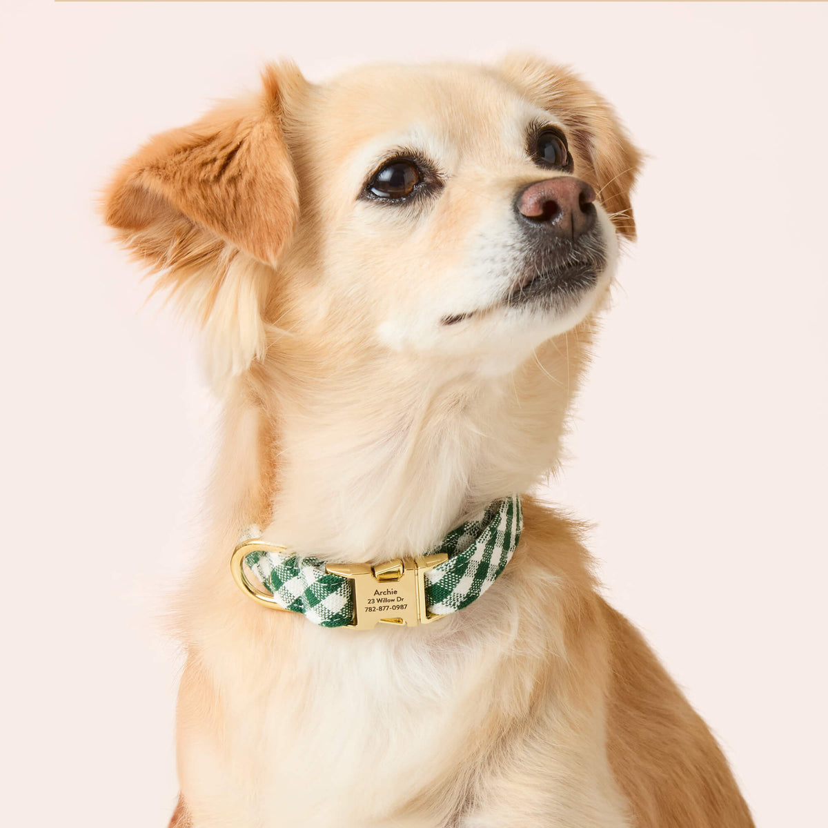Evergreen Gingham Dog Collar