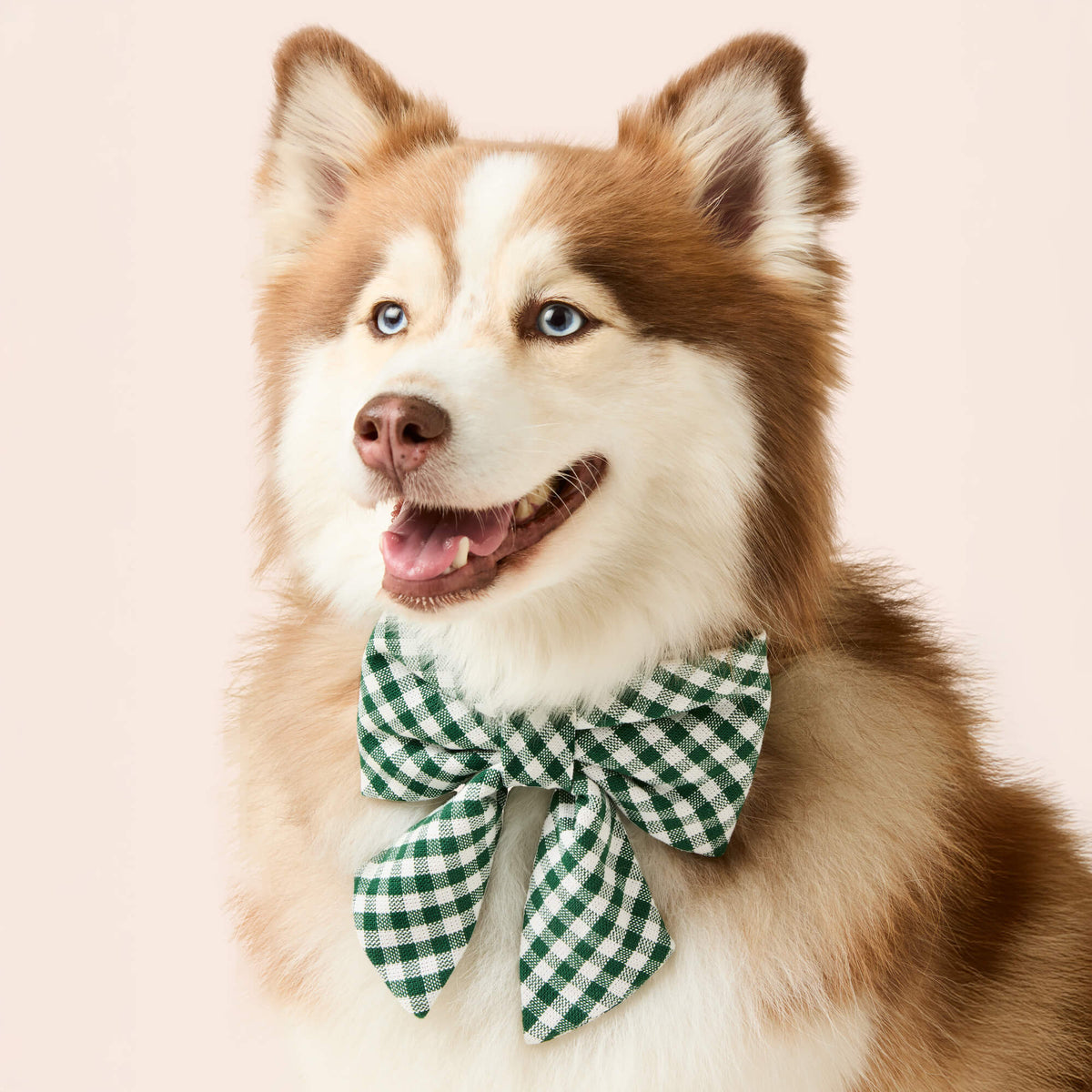 Evergreen Gingham Lady Bow Collar