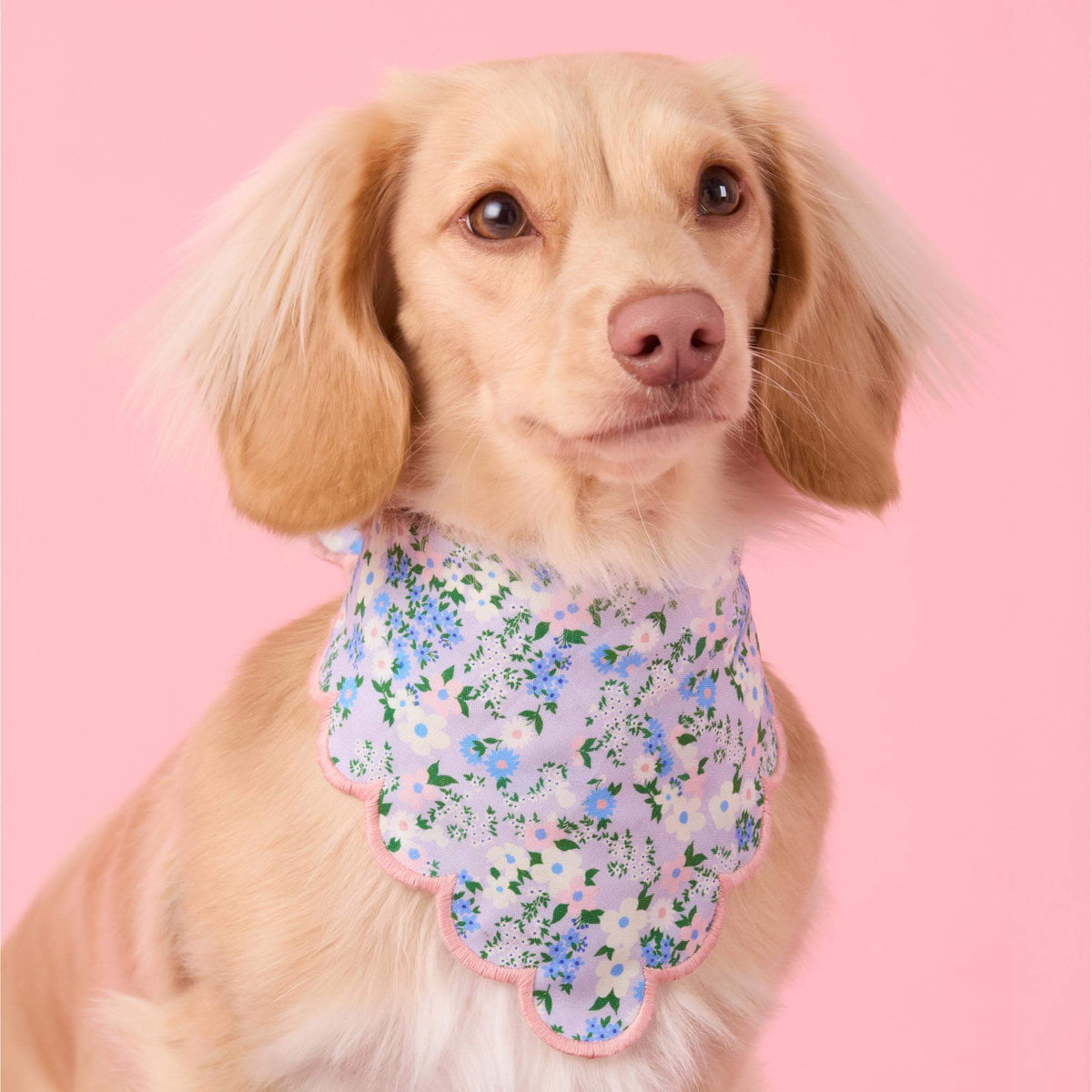 Flora Scalloped Dog Bandana