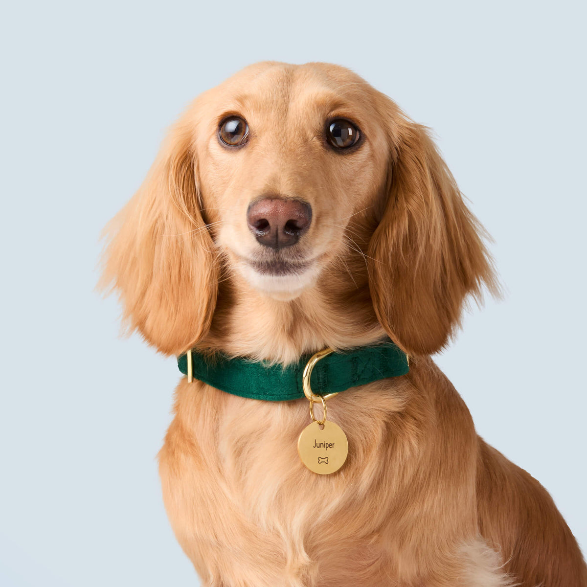Circle Pet ID Tag: Bone Icon