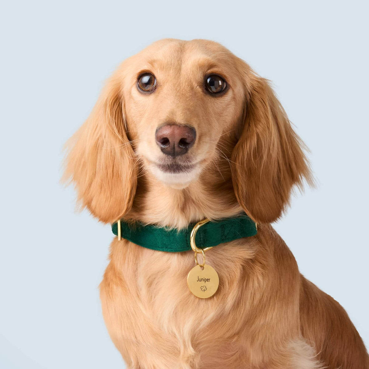Circle Pet ID Tag: Clover Icon