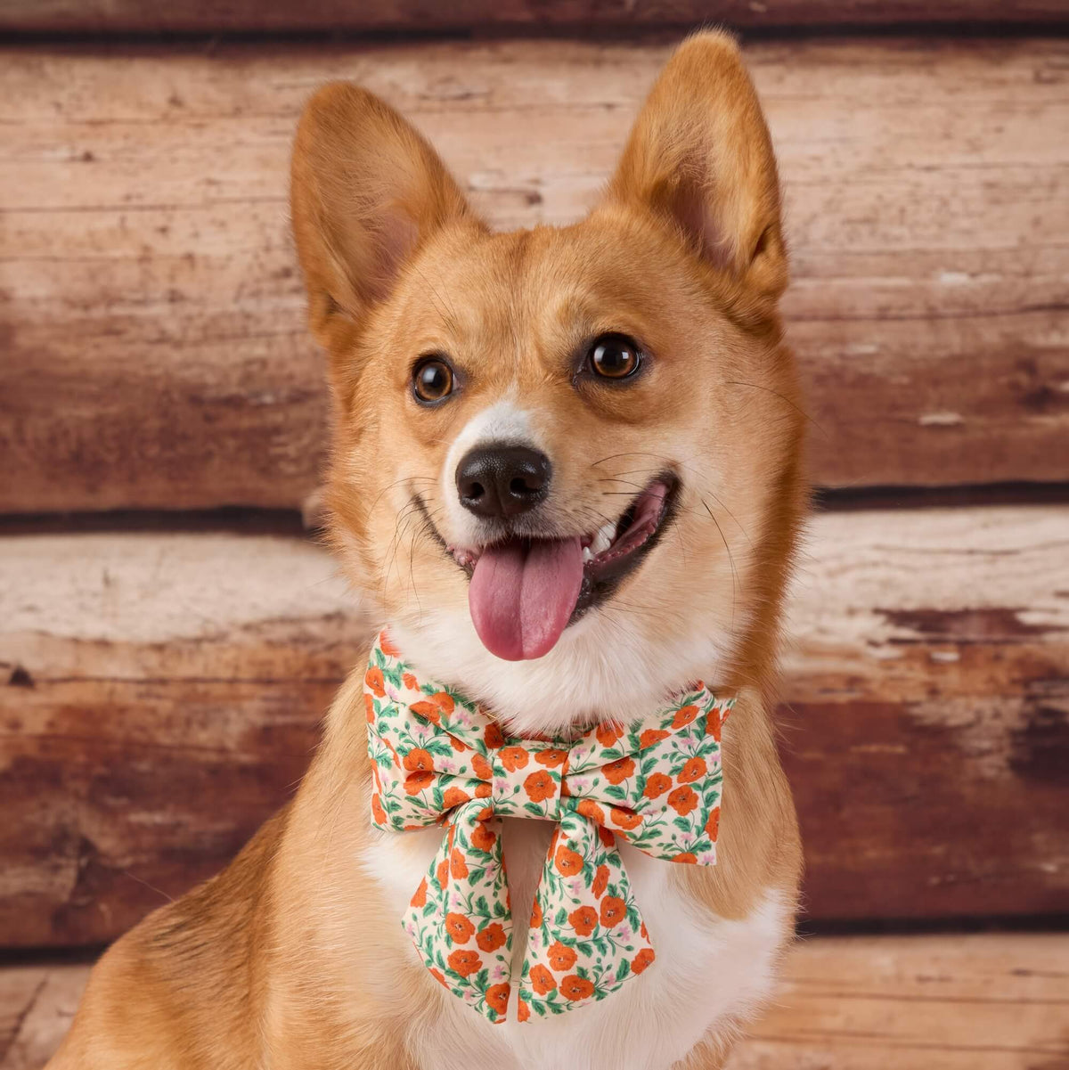 Golden Poppies Lady Dog Bow