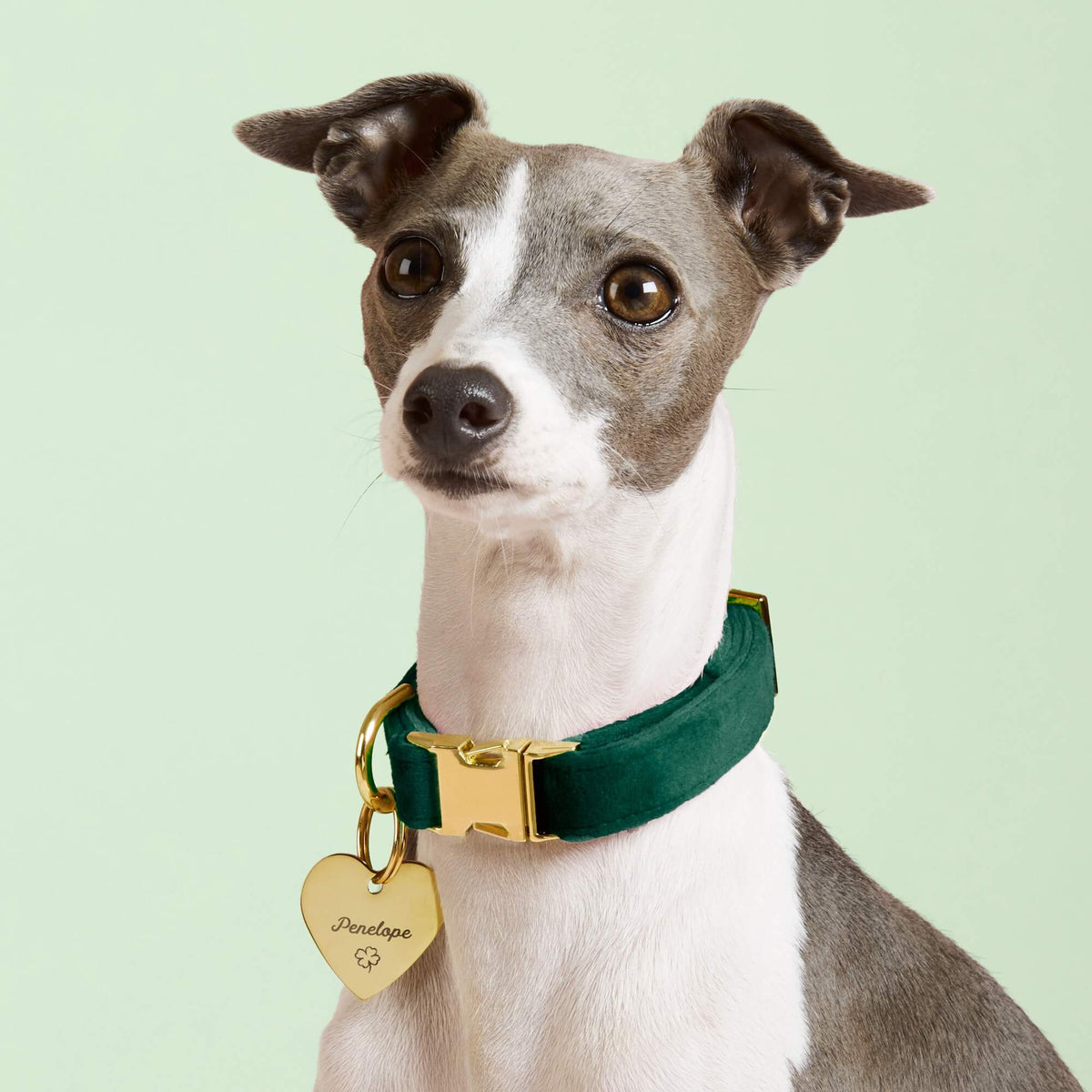 Heart Pet ID Tag: Clover Icon
