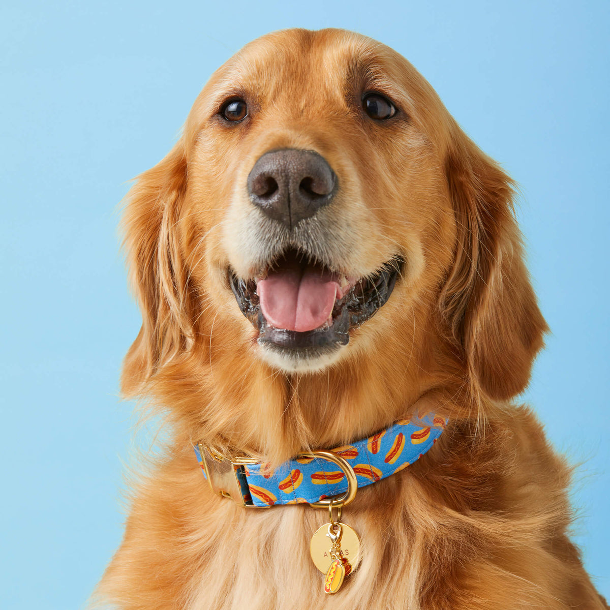 Hot Diggity Collar Walk Set