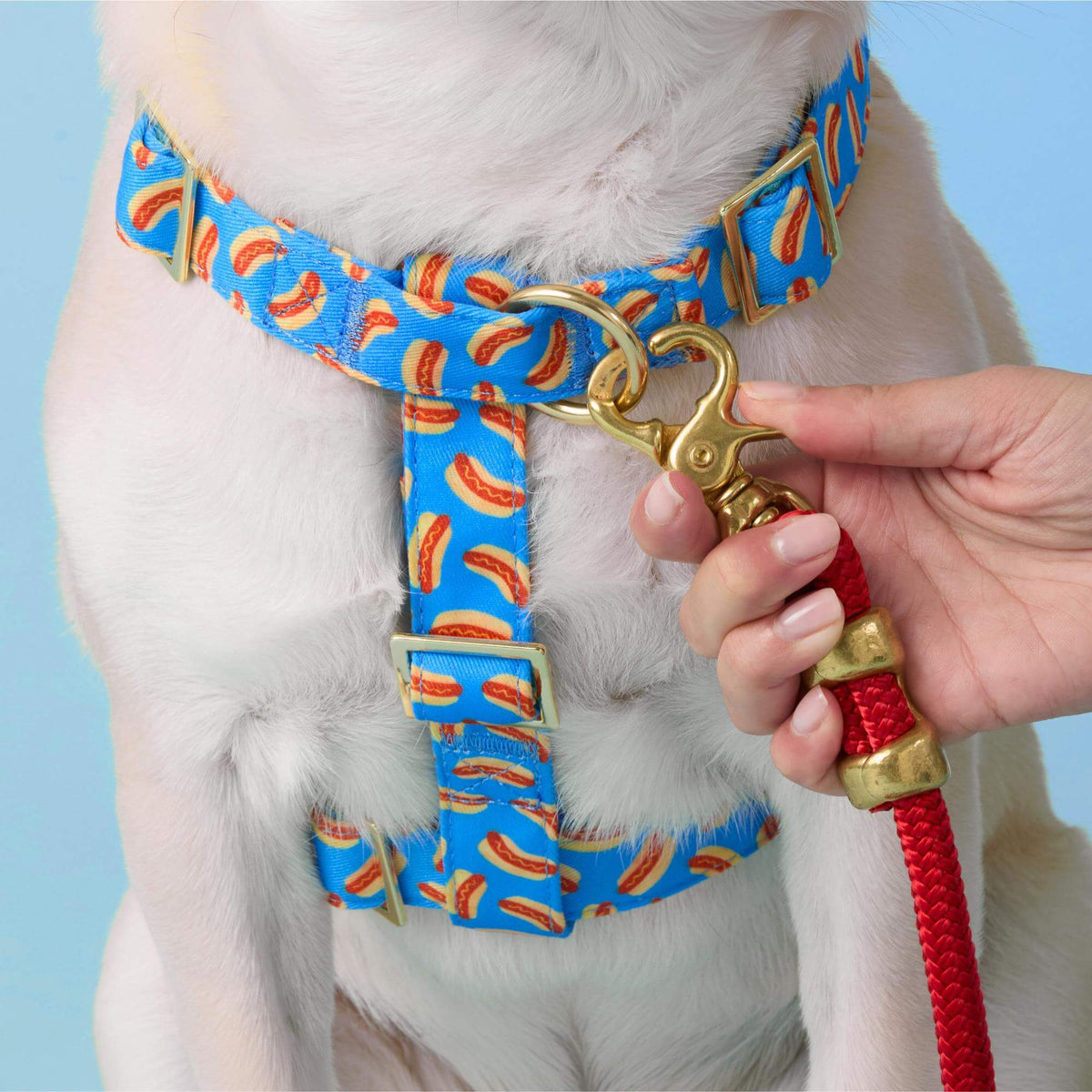 Hot Diggity Harness Walk Set