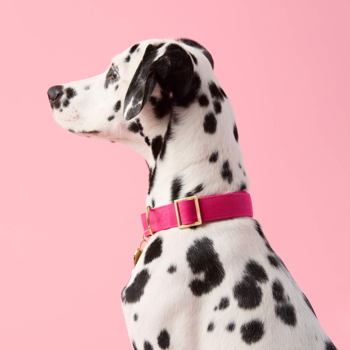 Hot Pink Dog Collar