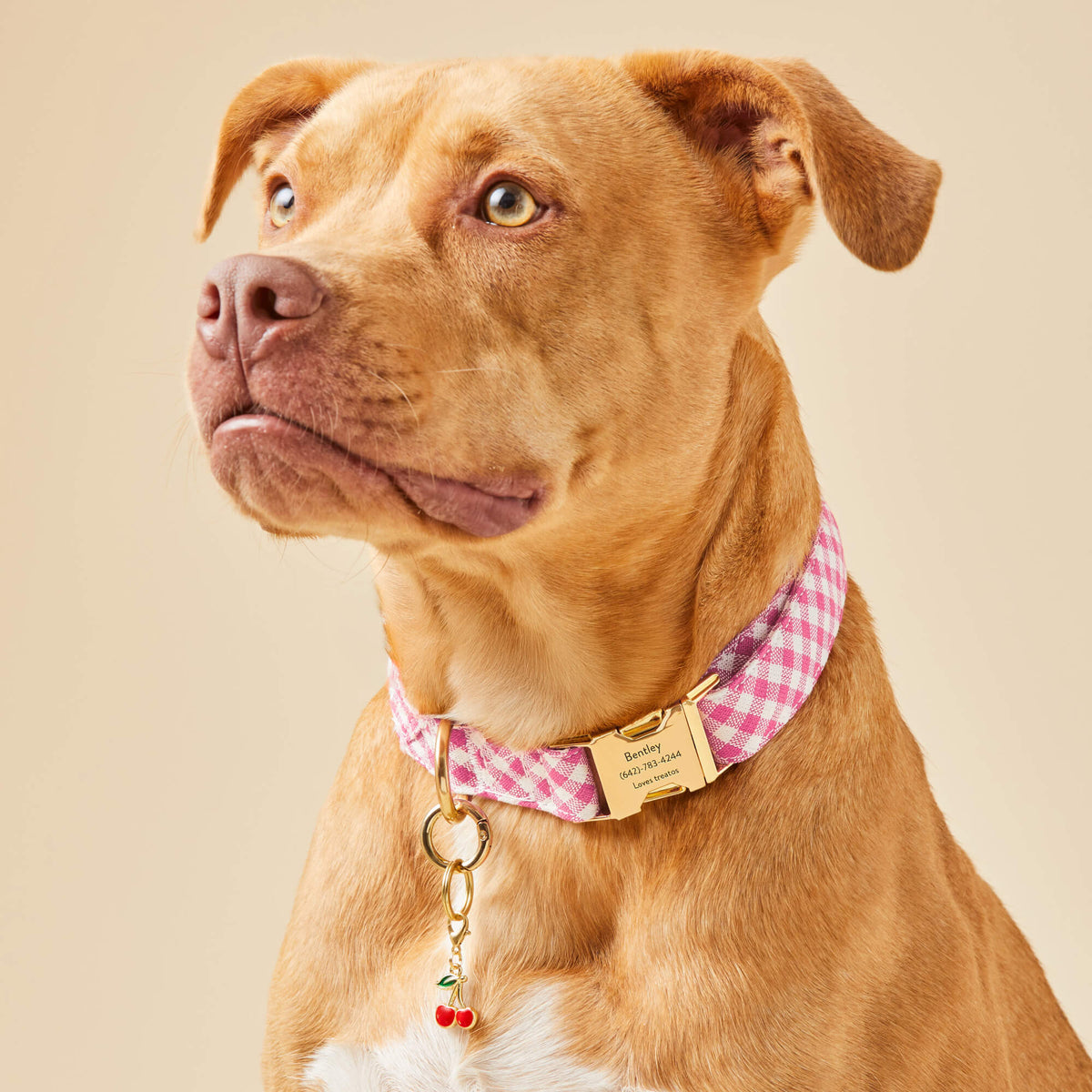 Hot Pink Gingham Dog Collar