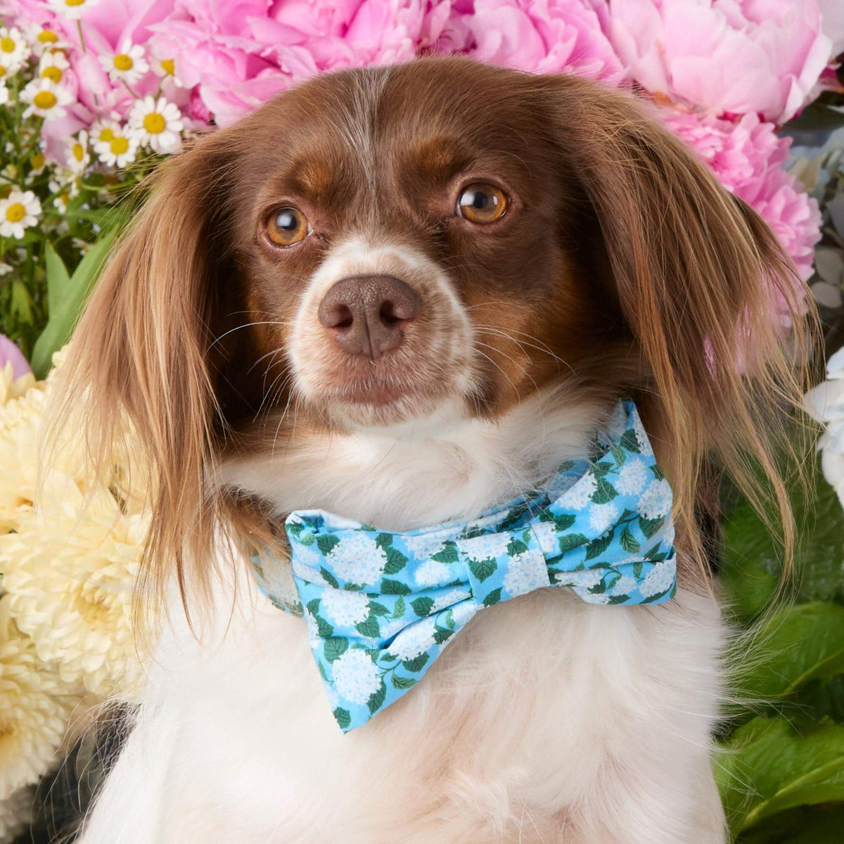 Hydrangea Bow Tie Collar