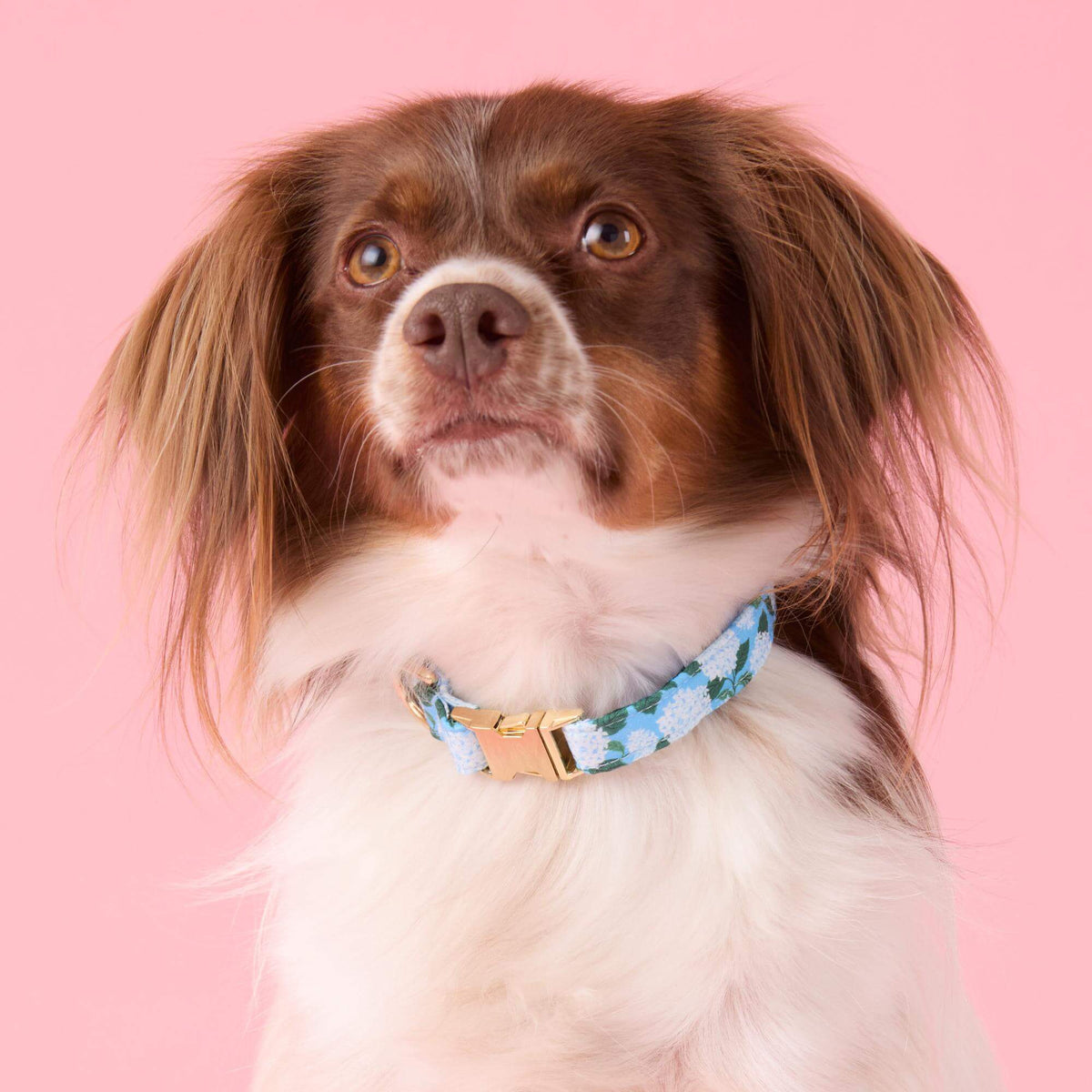 Hydrangea Dog Collar