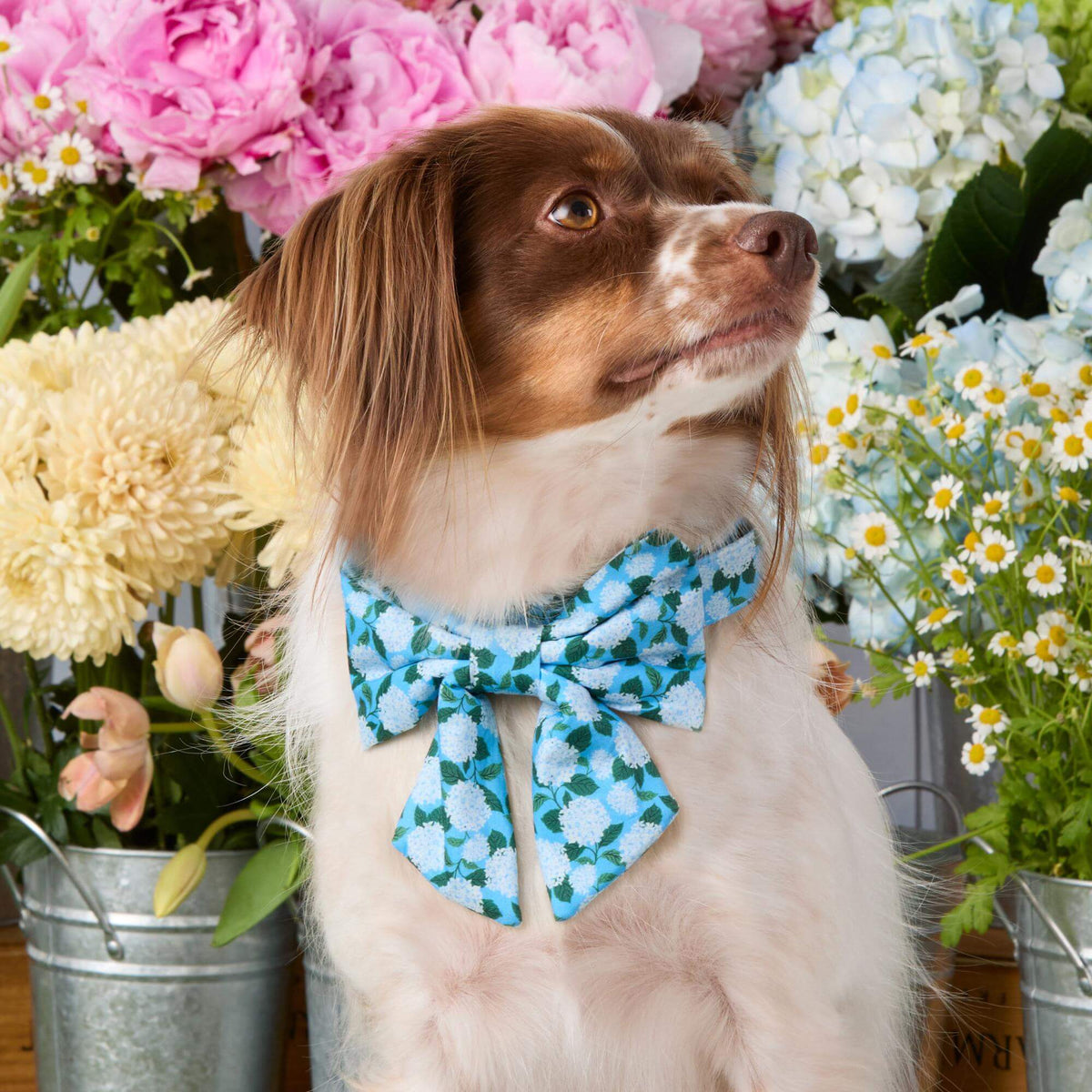Hydrangea Lady Bow Collar