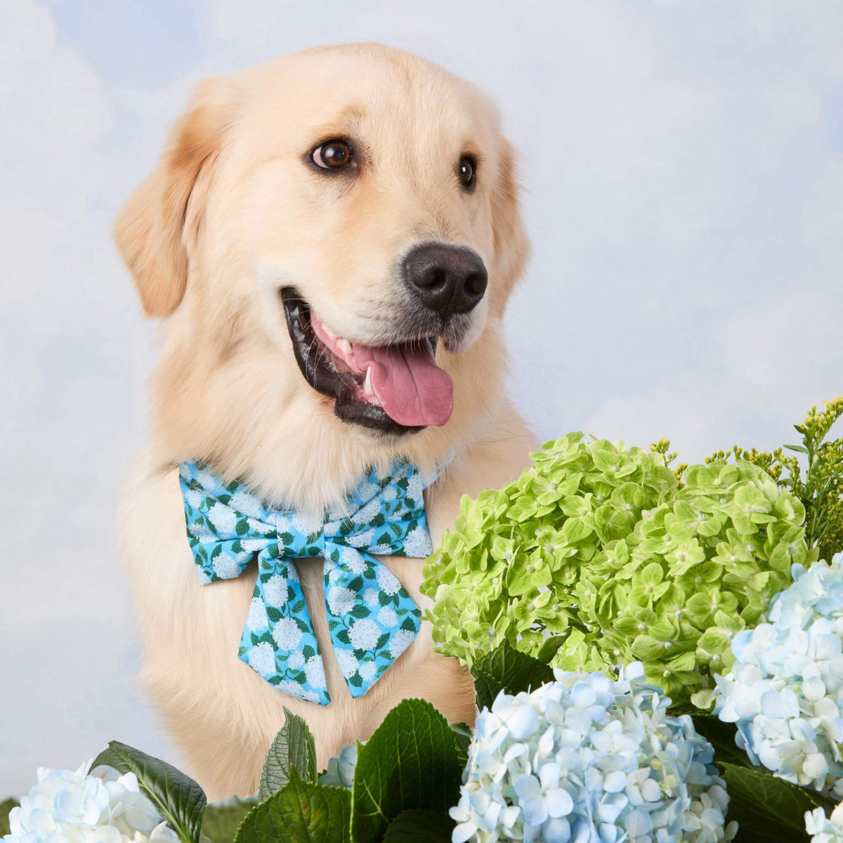 Hydrangea Lady Dog Bow