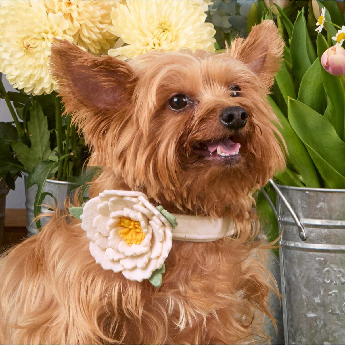 Ivory Peony Dog Collar Flower Set