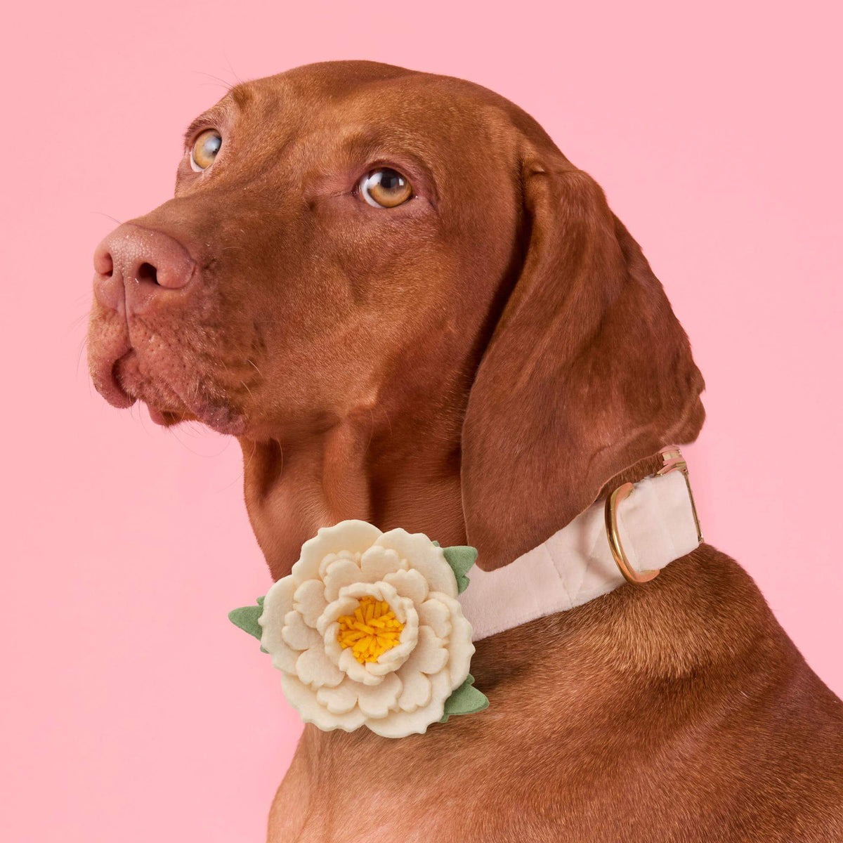 Ivory Peony Dog Collar Flower Set
