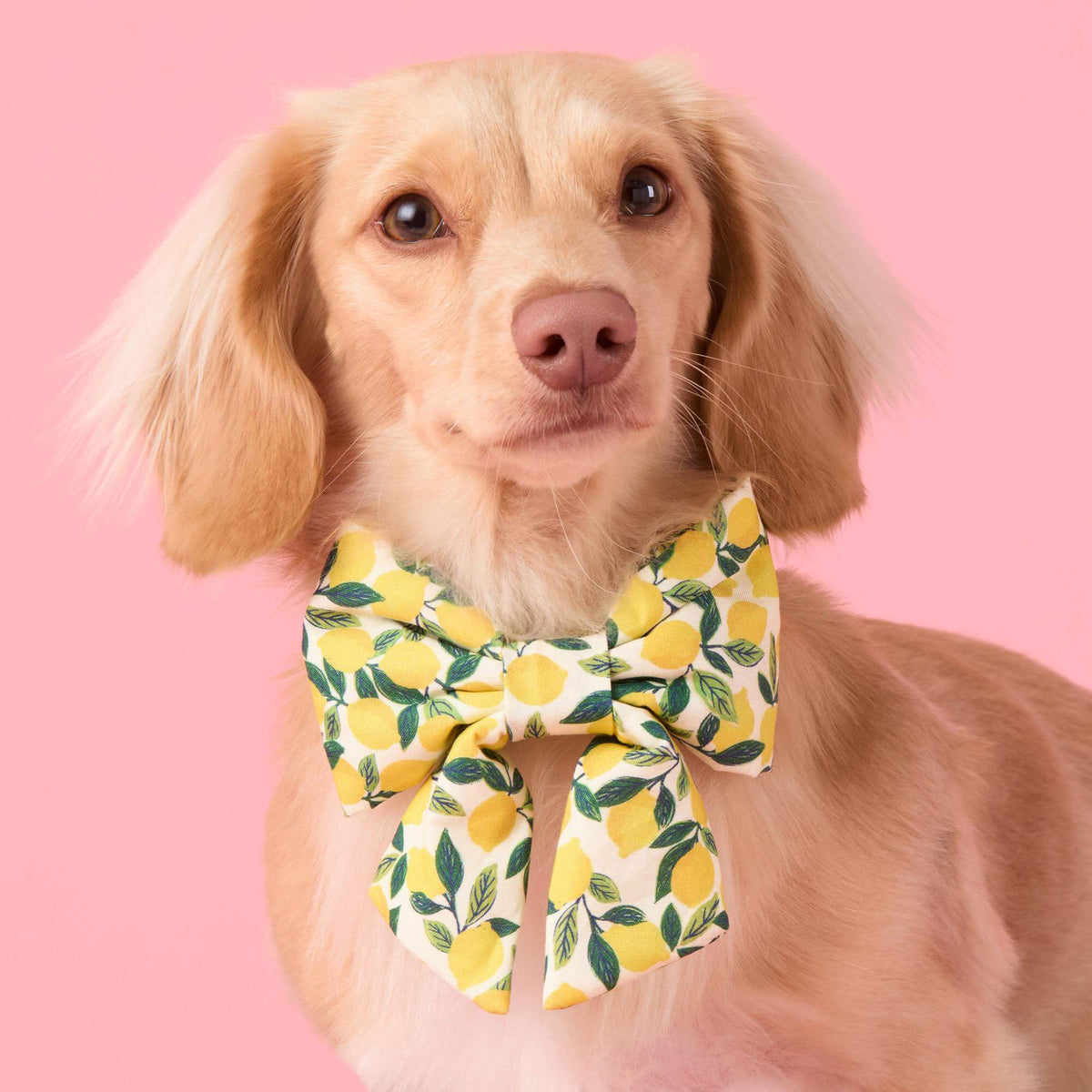 Lemon Zest Lady Dog Bow