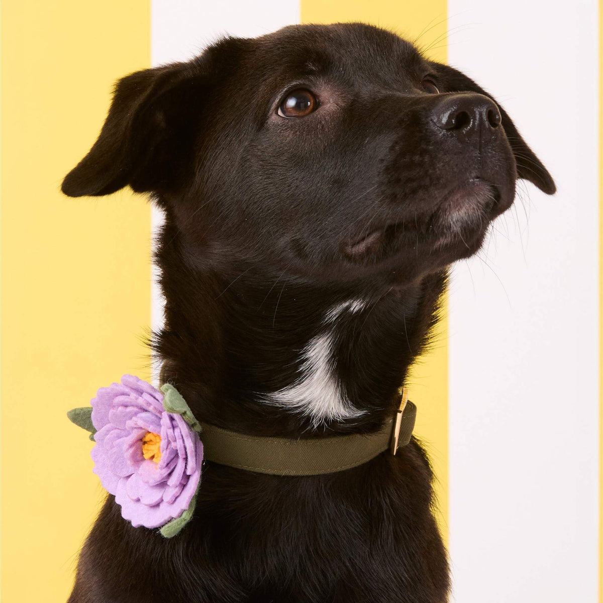 Lilac Peony Dog Collar Flower Set