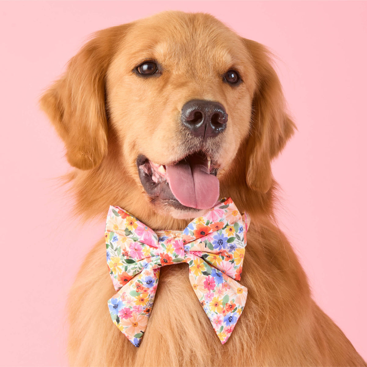 Margaux Lady Dog Bow