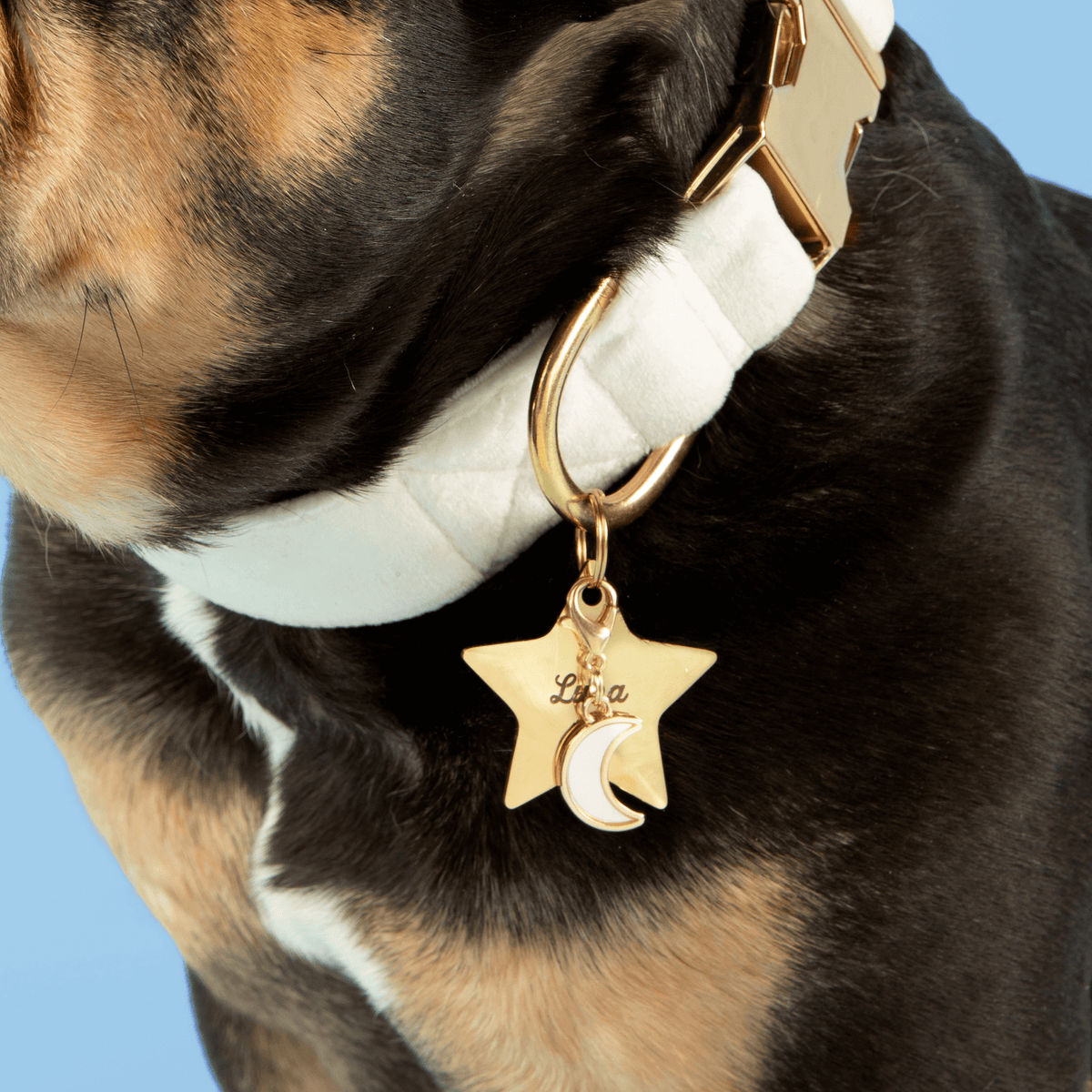 Ivory Velvet Dog Collar