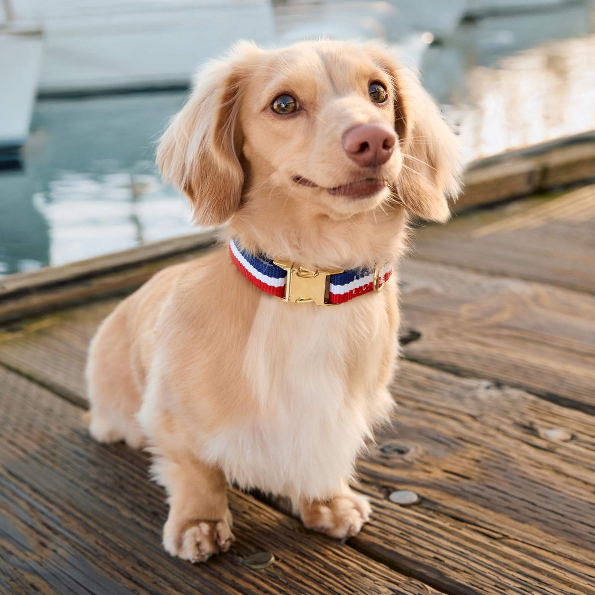 Newport Striped Webbing Dog Collar