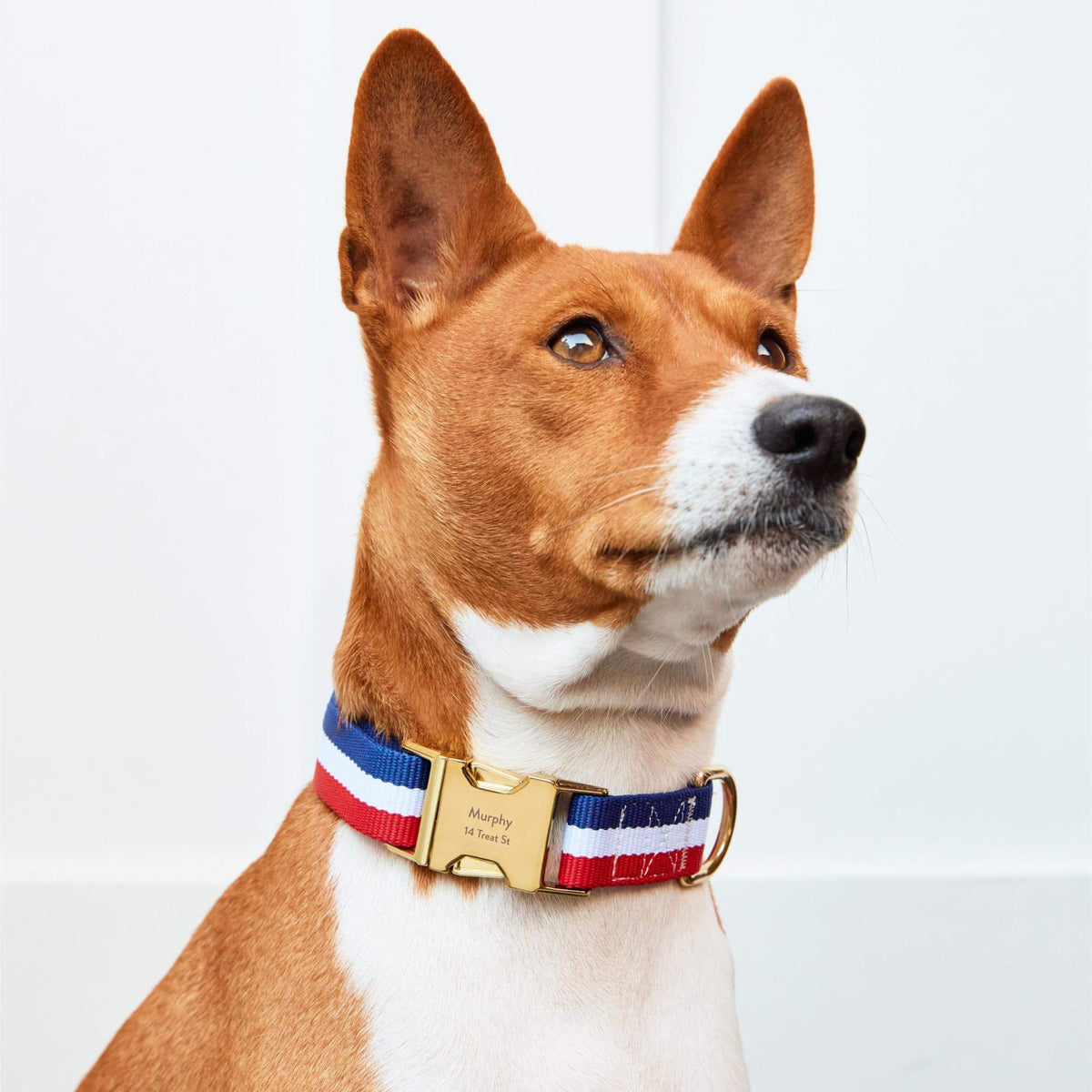 Newport Striped Webbing Dog Collar
