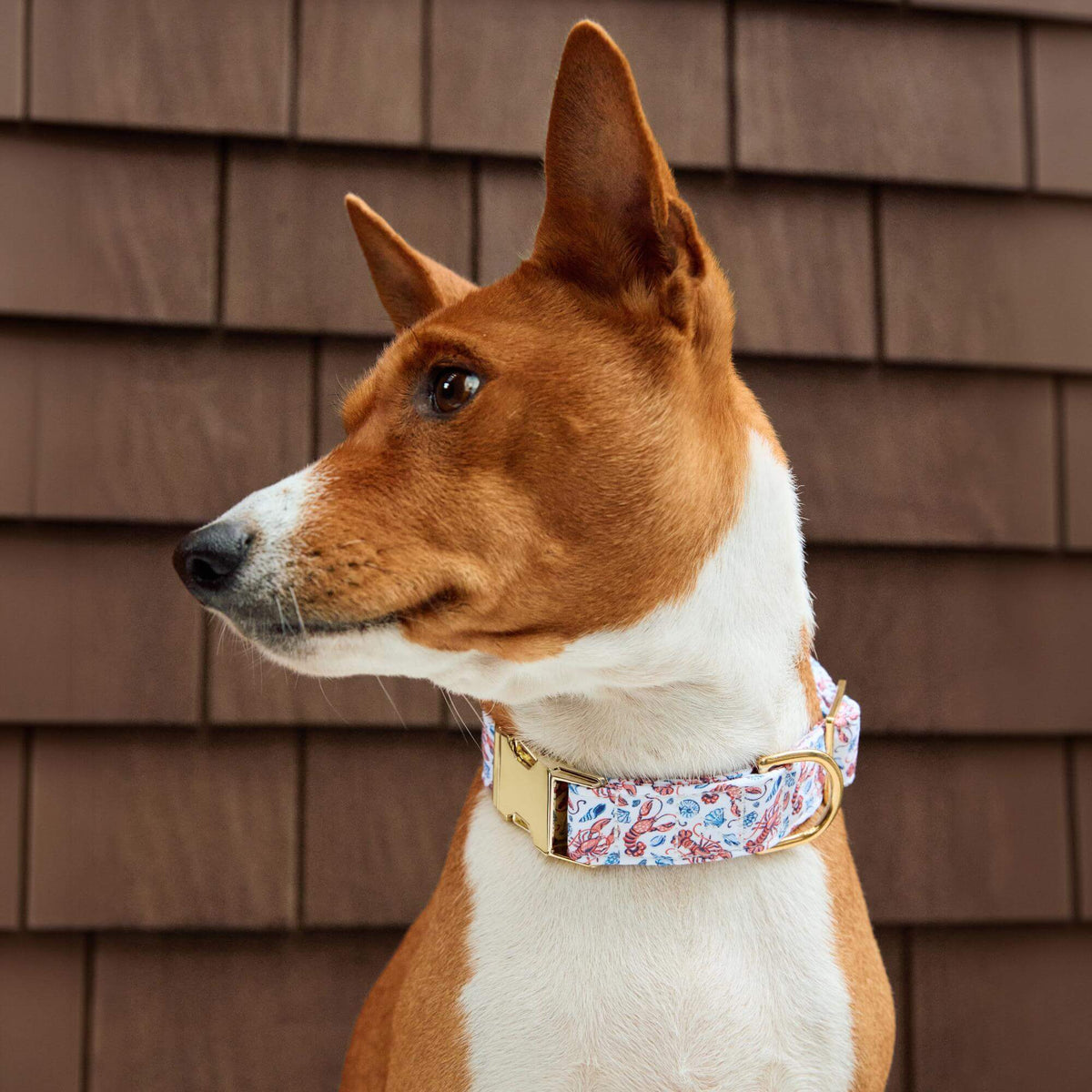 Printfresh x TFD Lobster Landing Dog Collar