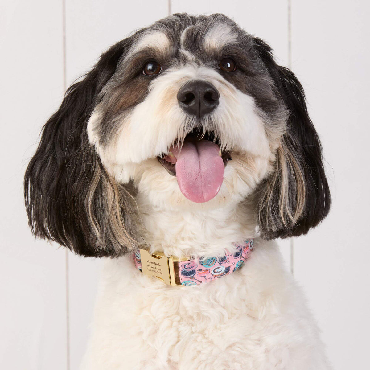 Printfresh x TFD Champagne & Caviar Dog Collar
