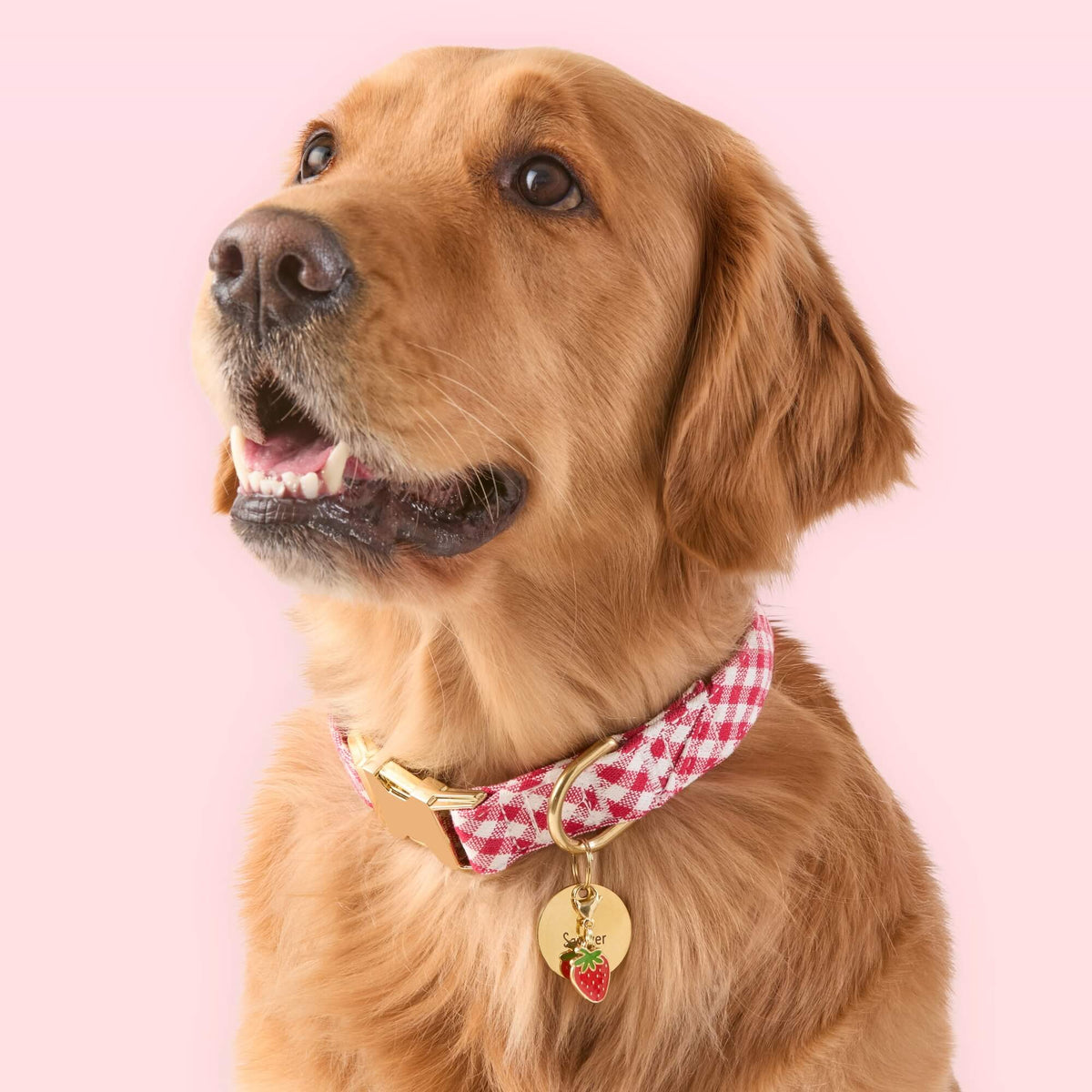 Red Gingham Dog Collar
