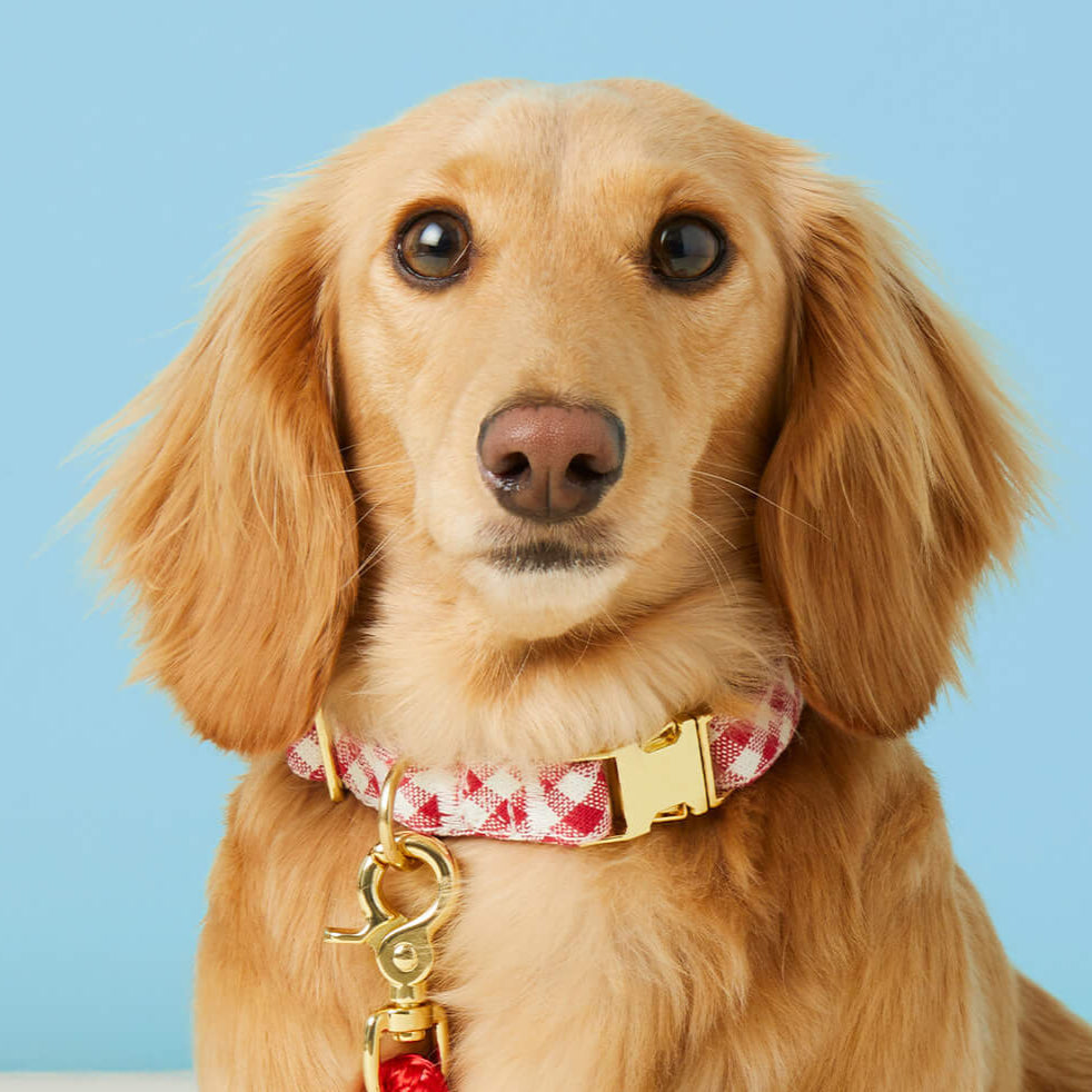 Red Gingham Dog Collar