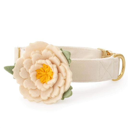 Ivory Peony Dog Collar Flower Set