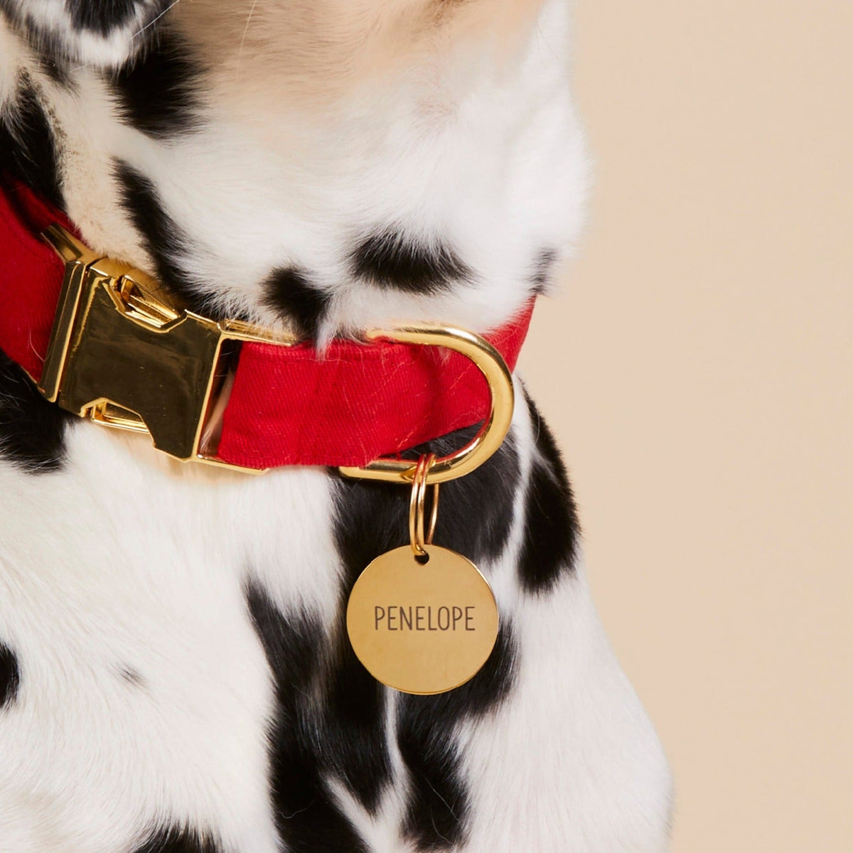 Circle Pet ID Tag