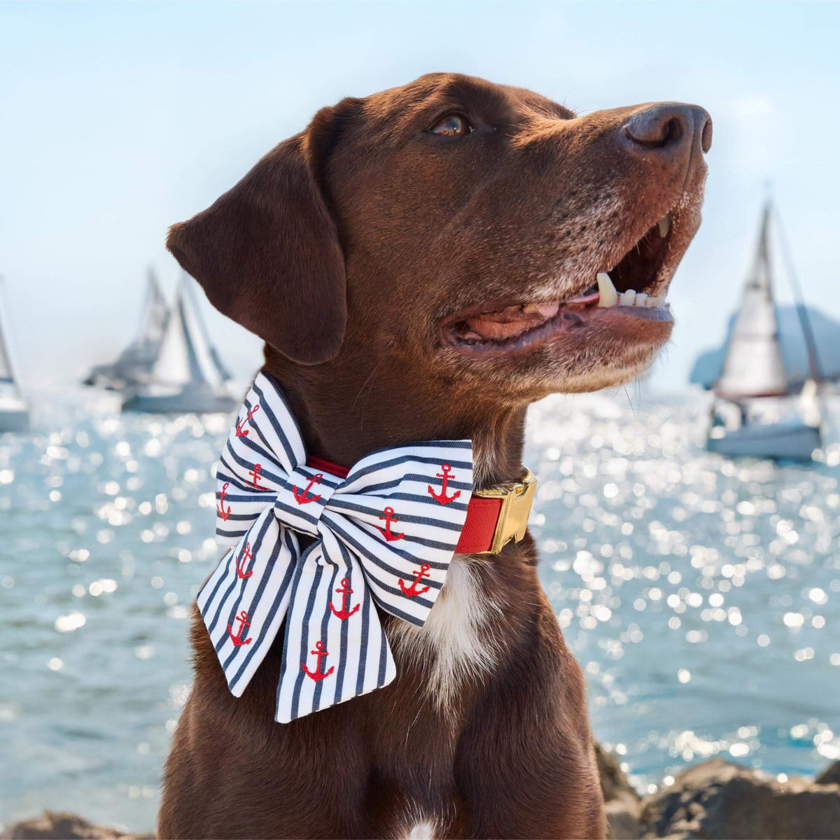 Anchor Embroidered Lady Dog Bow