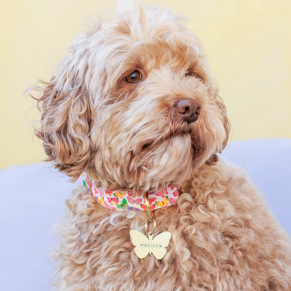 Butterfly Pet ID Tag