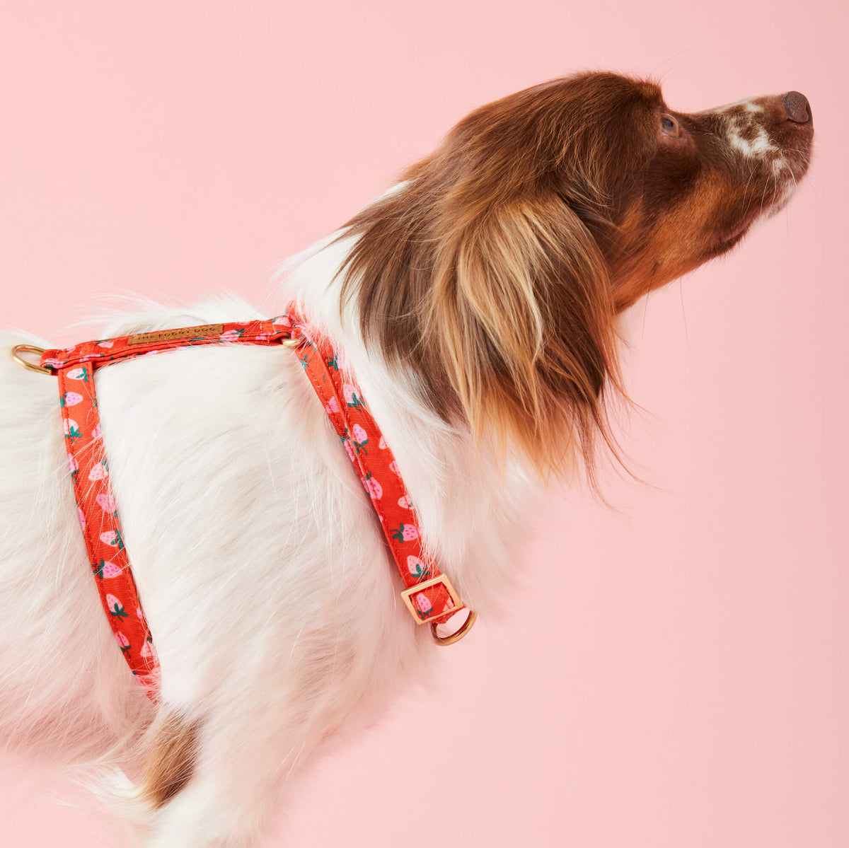Berry Sweet Dog Harness