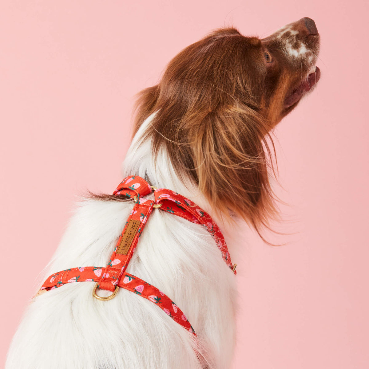 Berry Sweet Dog Harness
