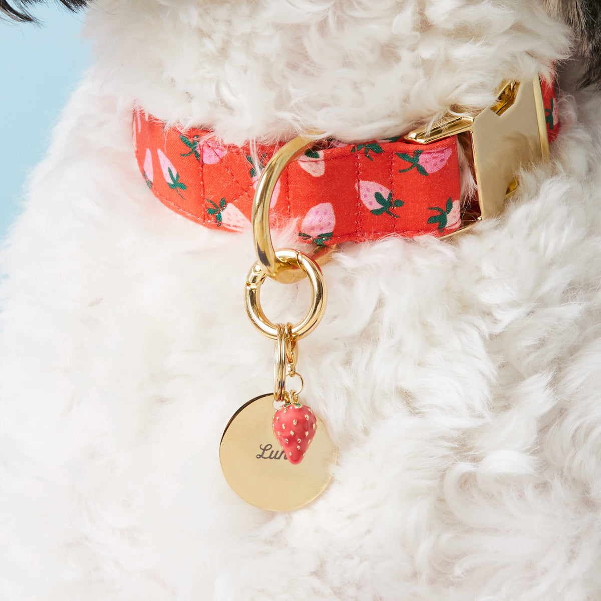 Circle Pet ID Tag
