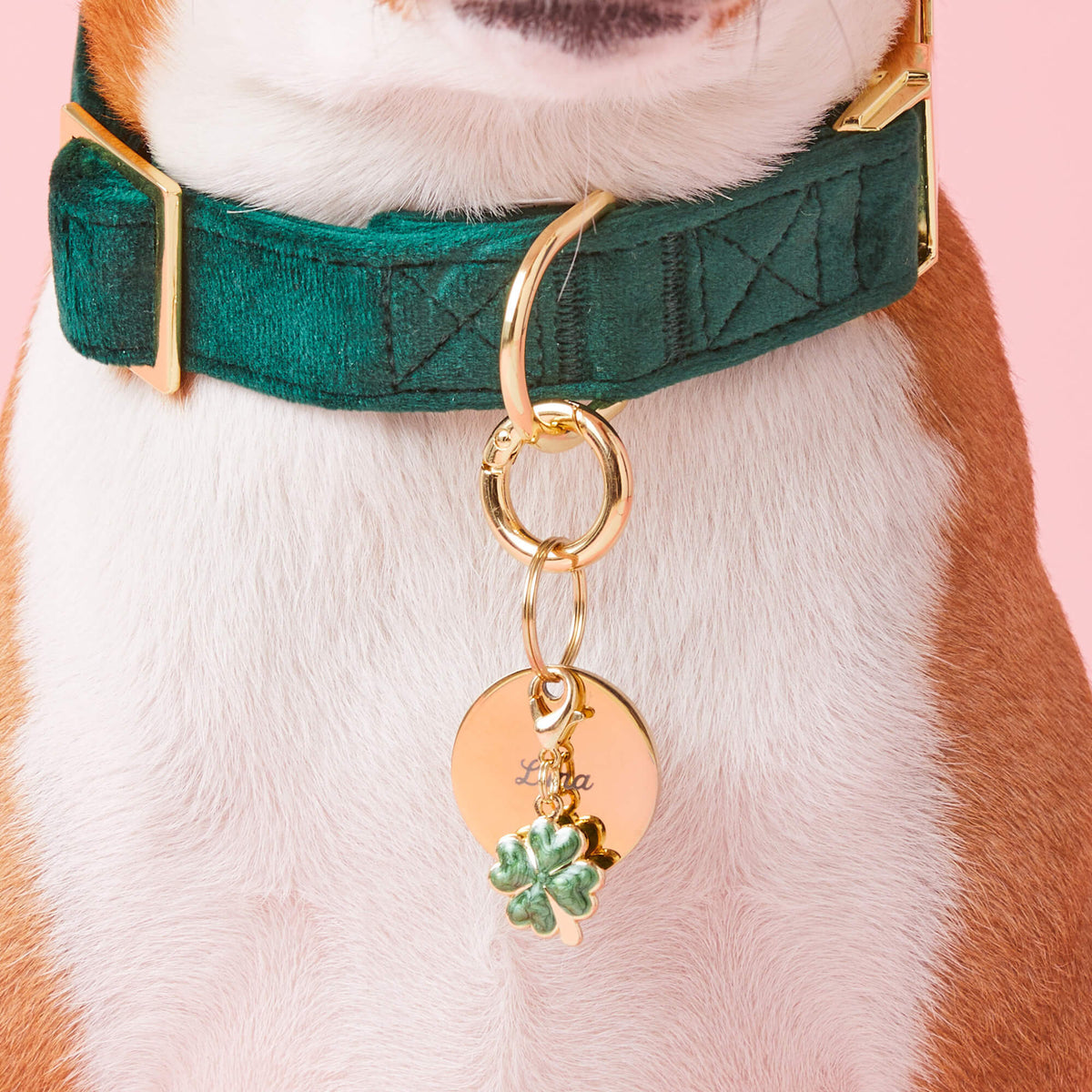 Circle Pet ID Tag