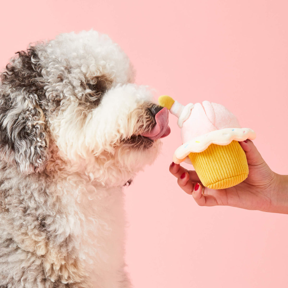 Birthday Cupcake 2-in-1 Bounce Dog Toy