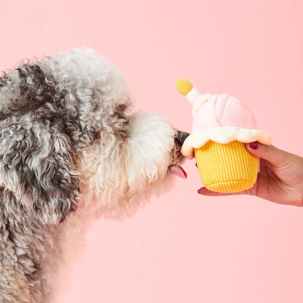 Birthday Cupcake 2-in-1 Bounce Dog Toy